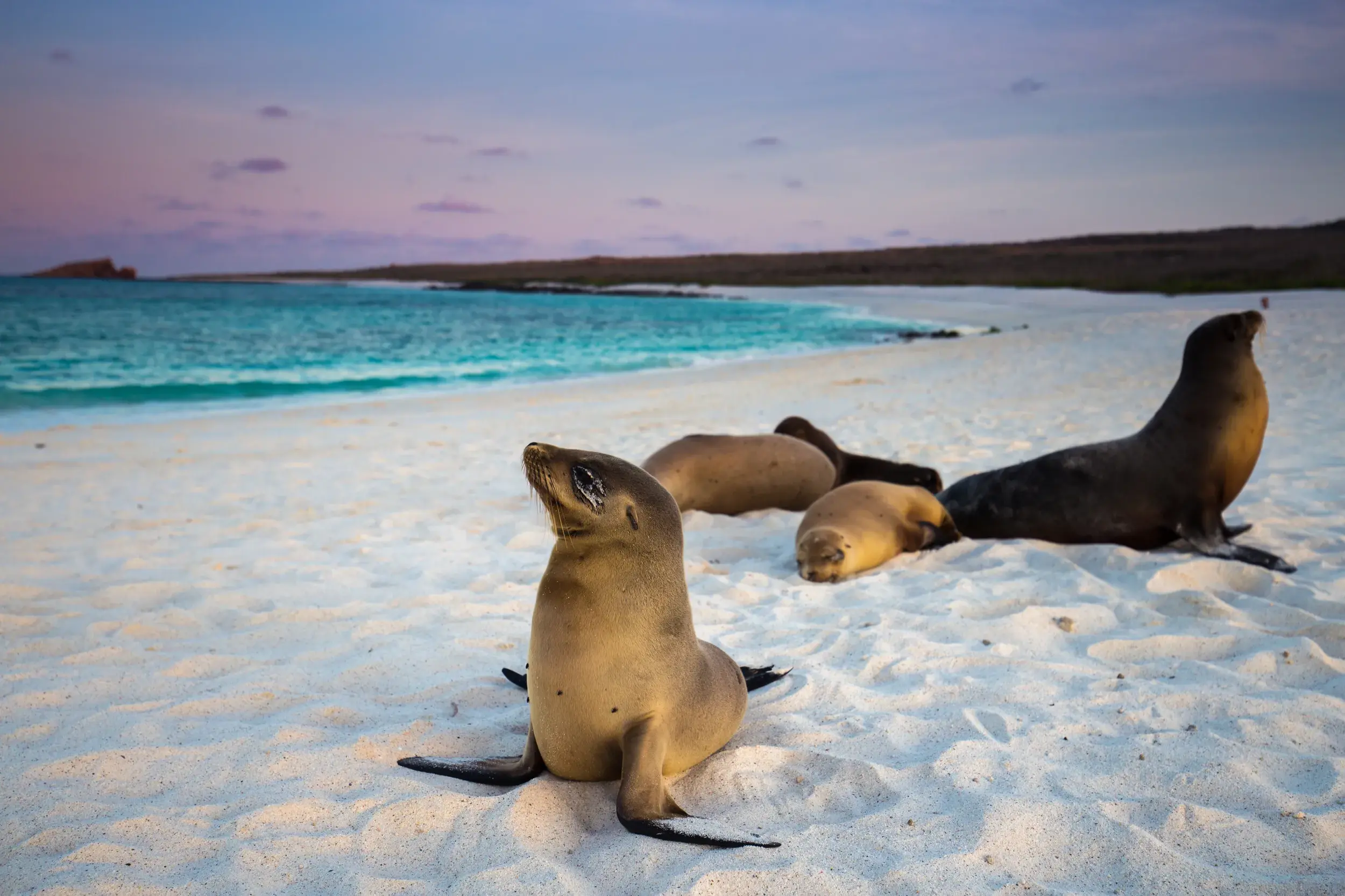 Eine Gruppe Seelöwen entspannt am weißen Sandstrand vor der türkisfarbenen Küste einer Galápagos-Insel im Abendlicht.