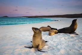 Eine Gruppe Seelöwen entspannt am weißen Sandstrand vor der türkisfarbenen Küste einer Galápagos-Insel im Abendlicht.