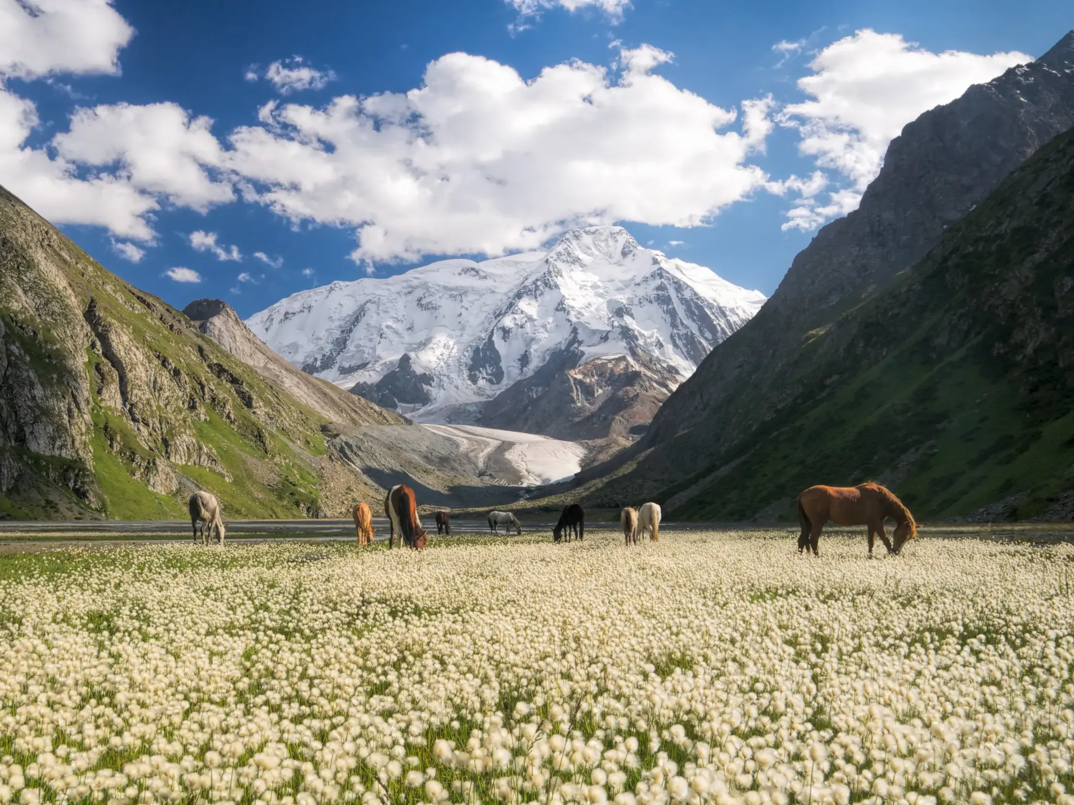 Pferde grasen auf einer Wiese mit Wollgras vor dem schneebedeckten Karakol Peak im Terskej-Alatau Gebirge in Kirgistan.