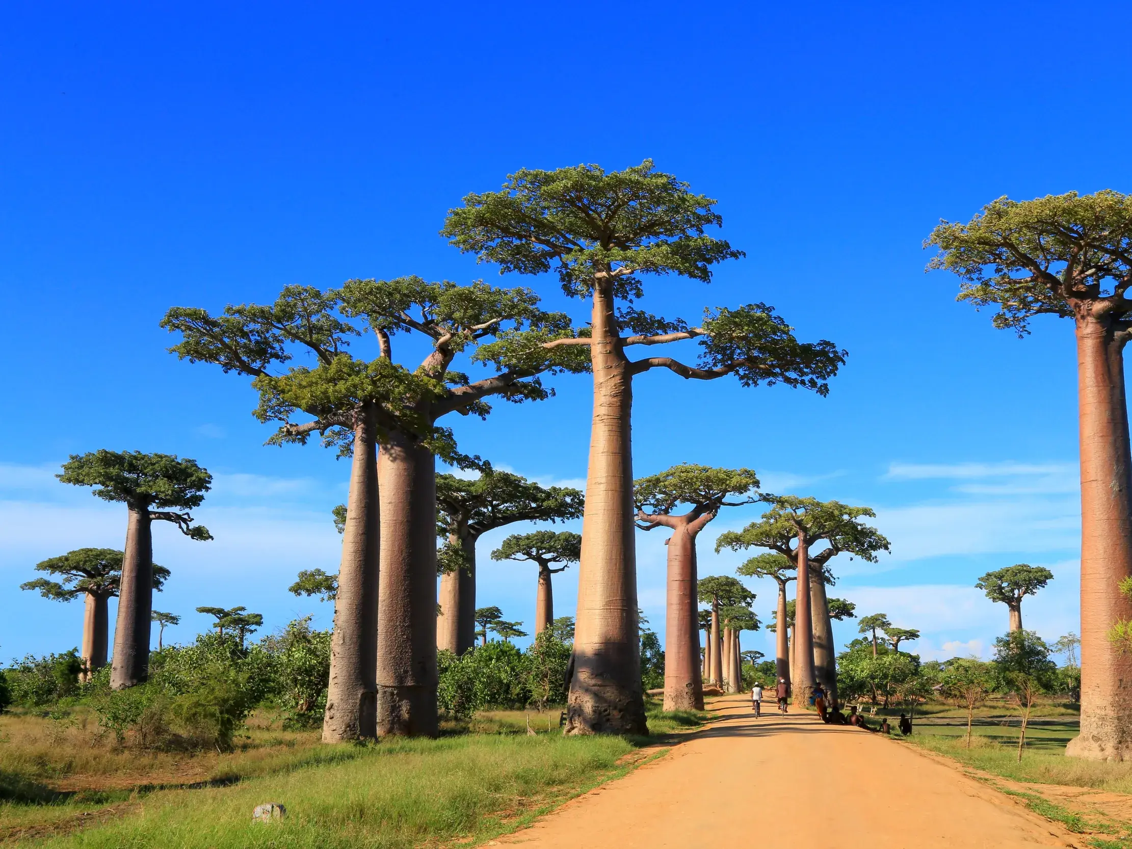 Reisende spazieren auf einer Sandpiste durch eine Allee von Affenbrotbäumen in Madagaskar bei strahlend blauem Himmel.