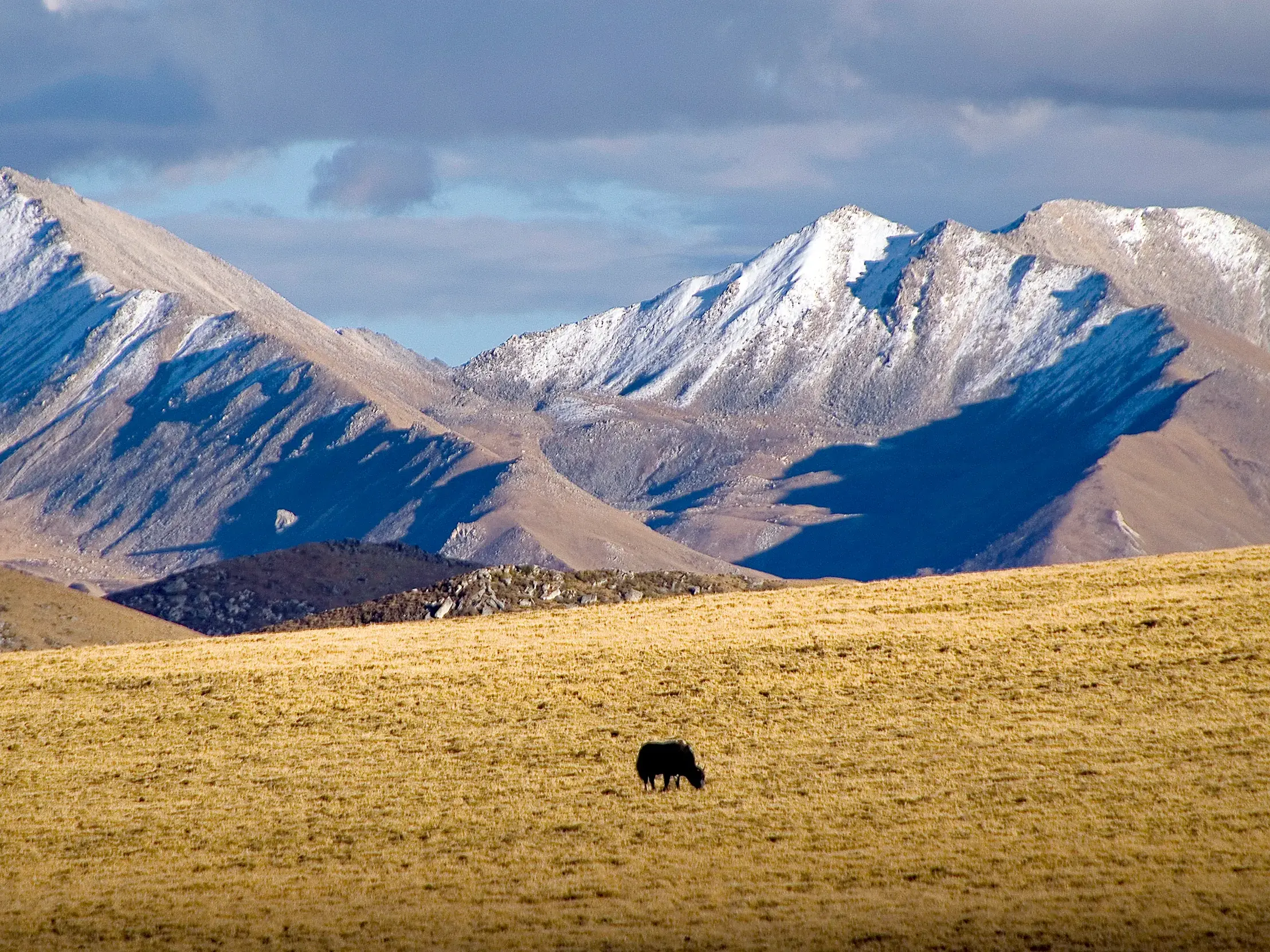 Ein Yak grast allein auf der weiten, goldenen Hochebene Tibets vor einer majestätischen, schneebedeckten Bergkette.