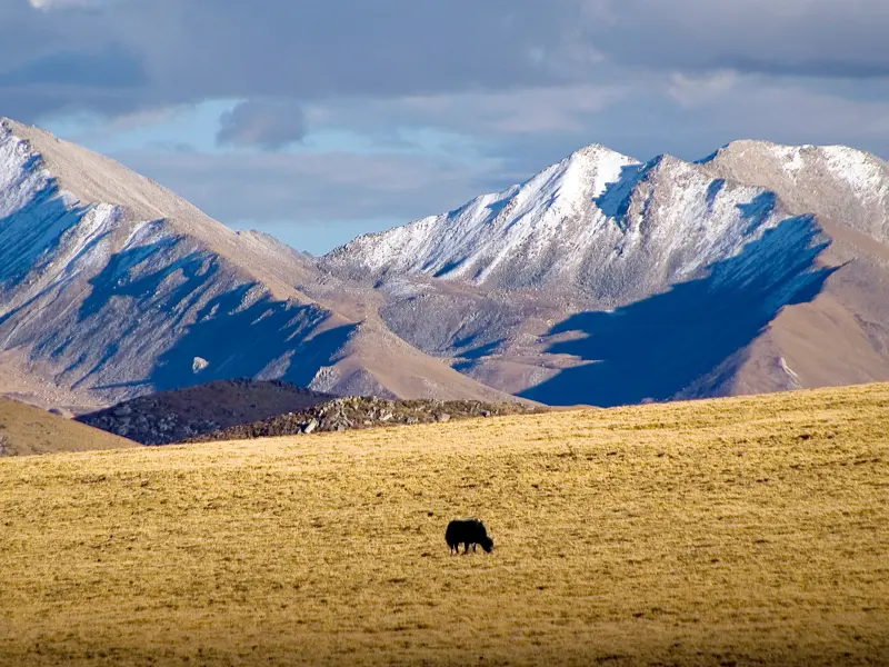Ein Yak grast allein auf der weiten, goldenen Hochebene Tibets vor einer majestätischen, schneebedeckten Bergkette.