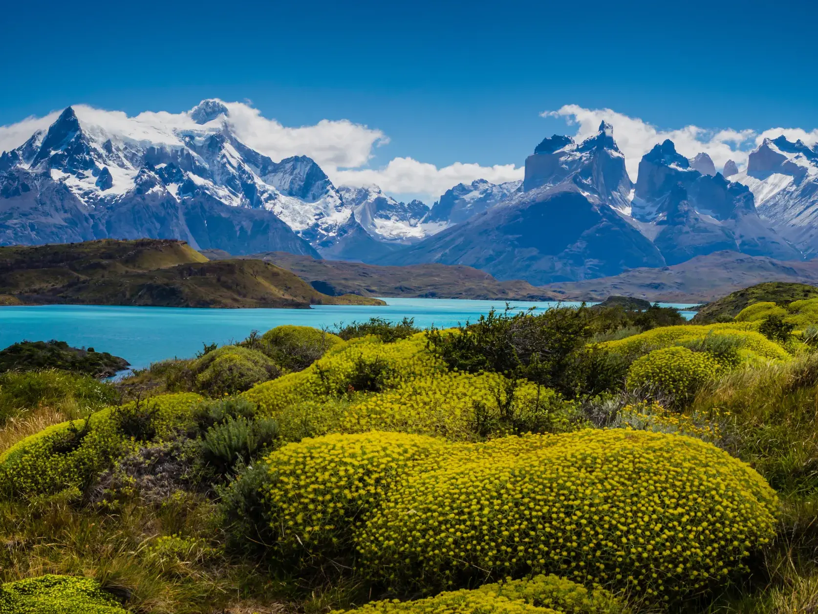 Gelb blühende Hügel am türkisen See vor der Kulisse der schneebedeckten Bergkette des Torres del Paine Nationalparks in Chile.