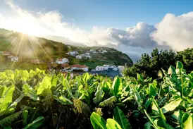 Goldene Sonnenstrahlen über einer Bananenplantage und einem Küstendorf an den grünen Steilhängen der Insel Madeira.