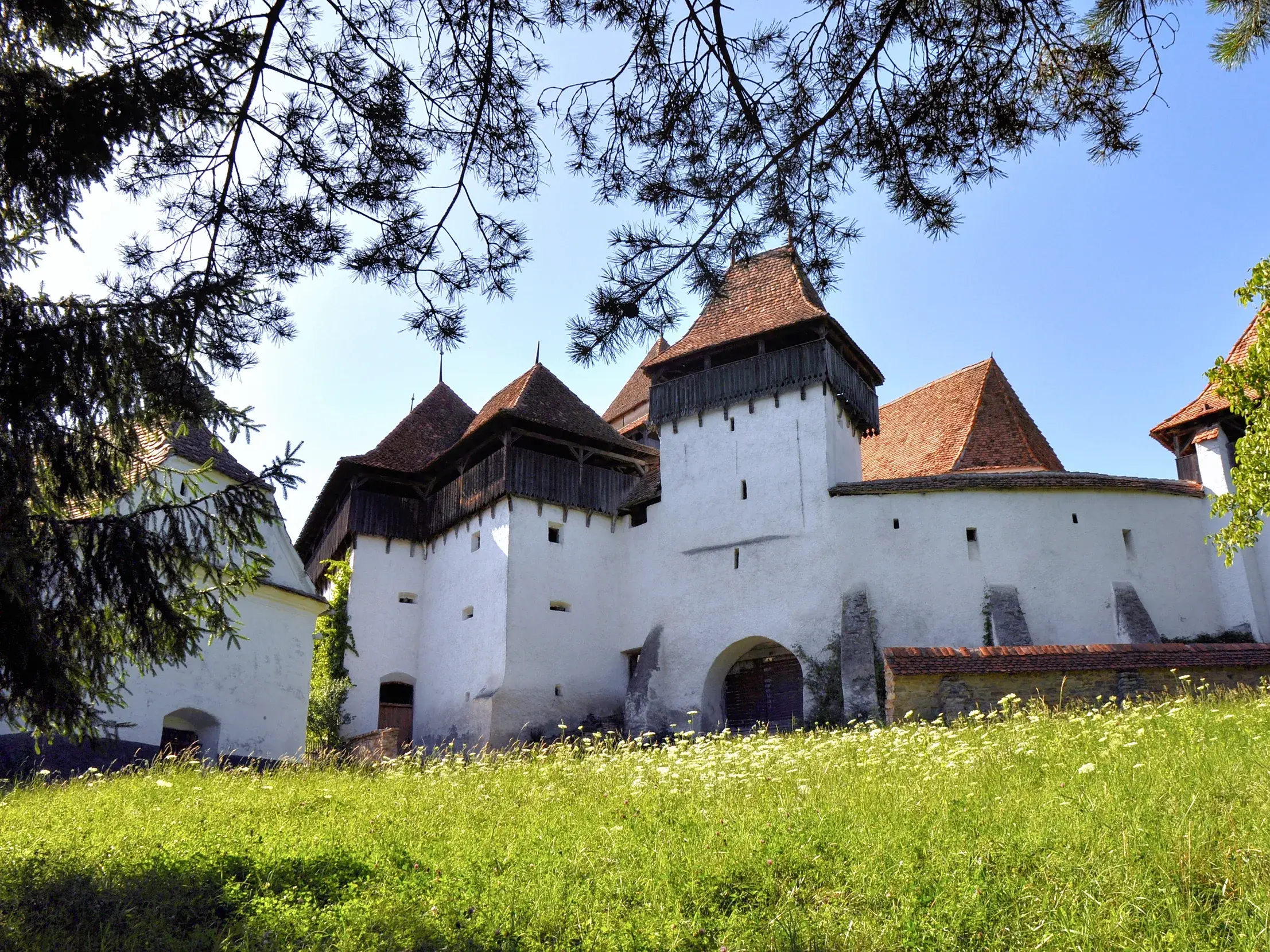 Die weiße UNESCO-Kirchenburg Viscri in Siebenbürgen an einem sonnigen Tag, gesehen von einer blühenden Wiese.