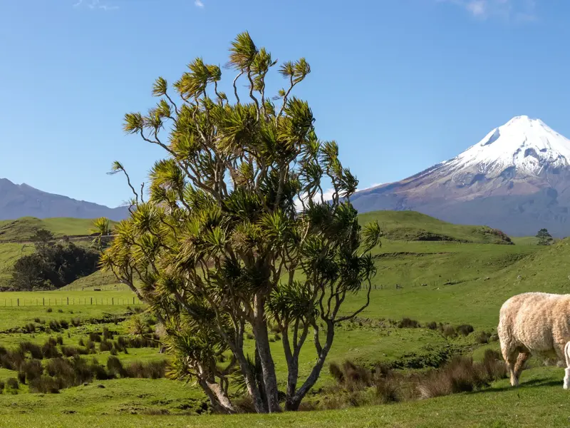 Mutterschaf und Lamm auf einer saftig grünen Wiese im Taranaki Nationalpark vor dem schneebedeckten Vulkan Mount Taranaki.