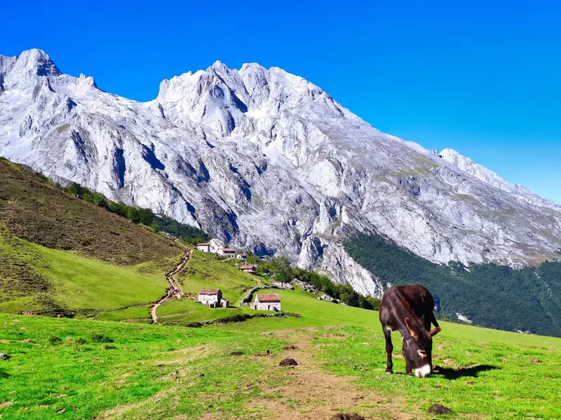 Ein Esel grast auf einer Almweide mit Steinhütten beim Trekking durch die Picos de Europa in Asturien.