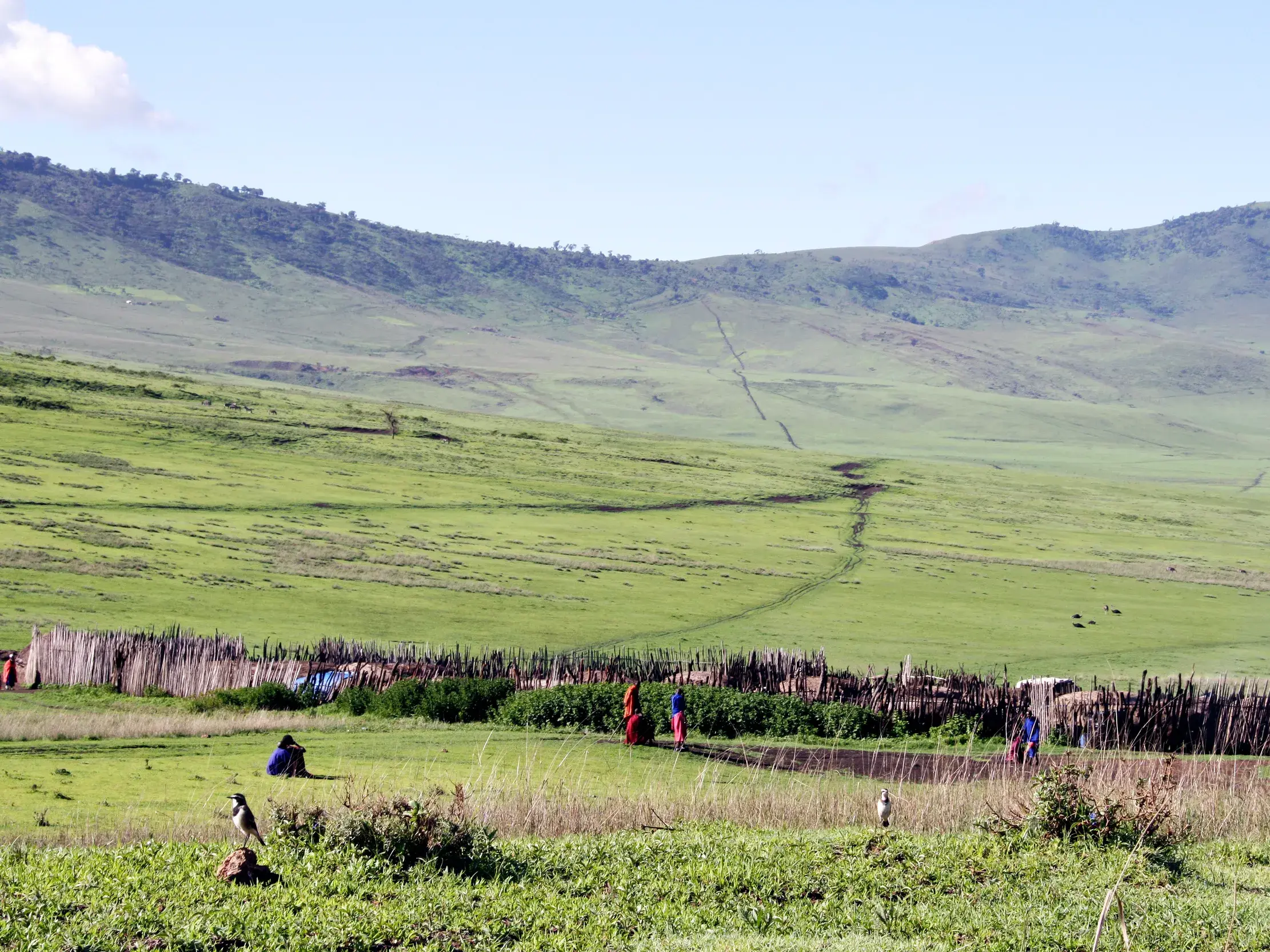 Ein Massai-Dorf (Boma) mit Bewohnern in der weiten, grünen Hügellandschaft des Ngorongoro-Hochlands während einer Trekkingreise in Tansania.