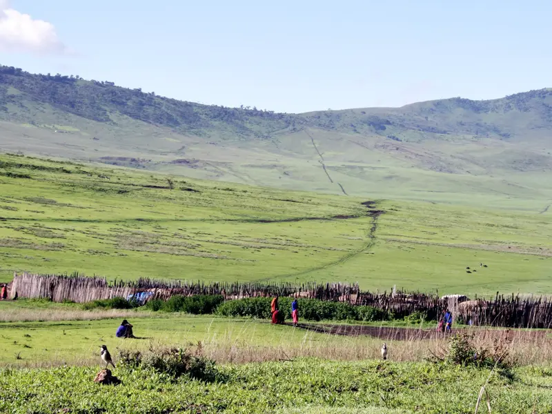 Ein Massai-Dorf (Boma) mit Bewohnern in der weiten, grünen Hügellandschaft des Ngorongoro-Hochlands während einer Trekkingreise in Tansania.