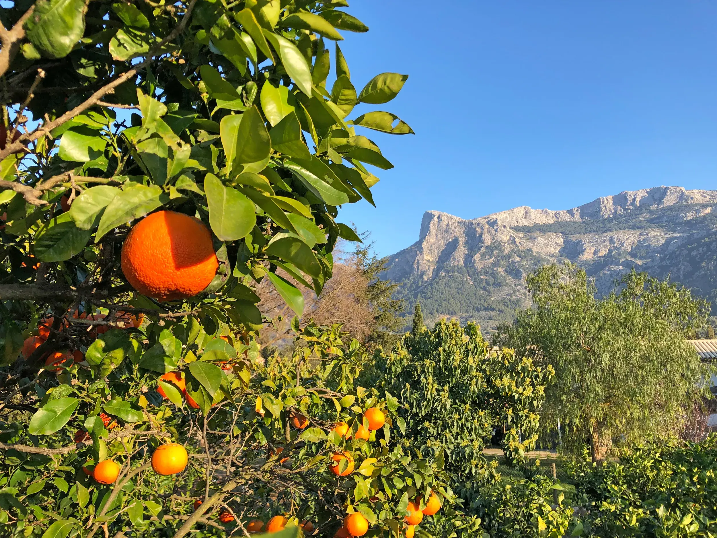 Sonnengereifte Orangen in einem Hain vor der felsigen Kulisse der Serra de Tramuntana im Tal von Sóller auf Mallorca.