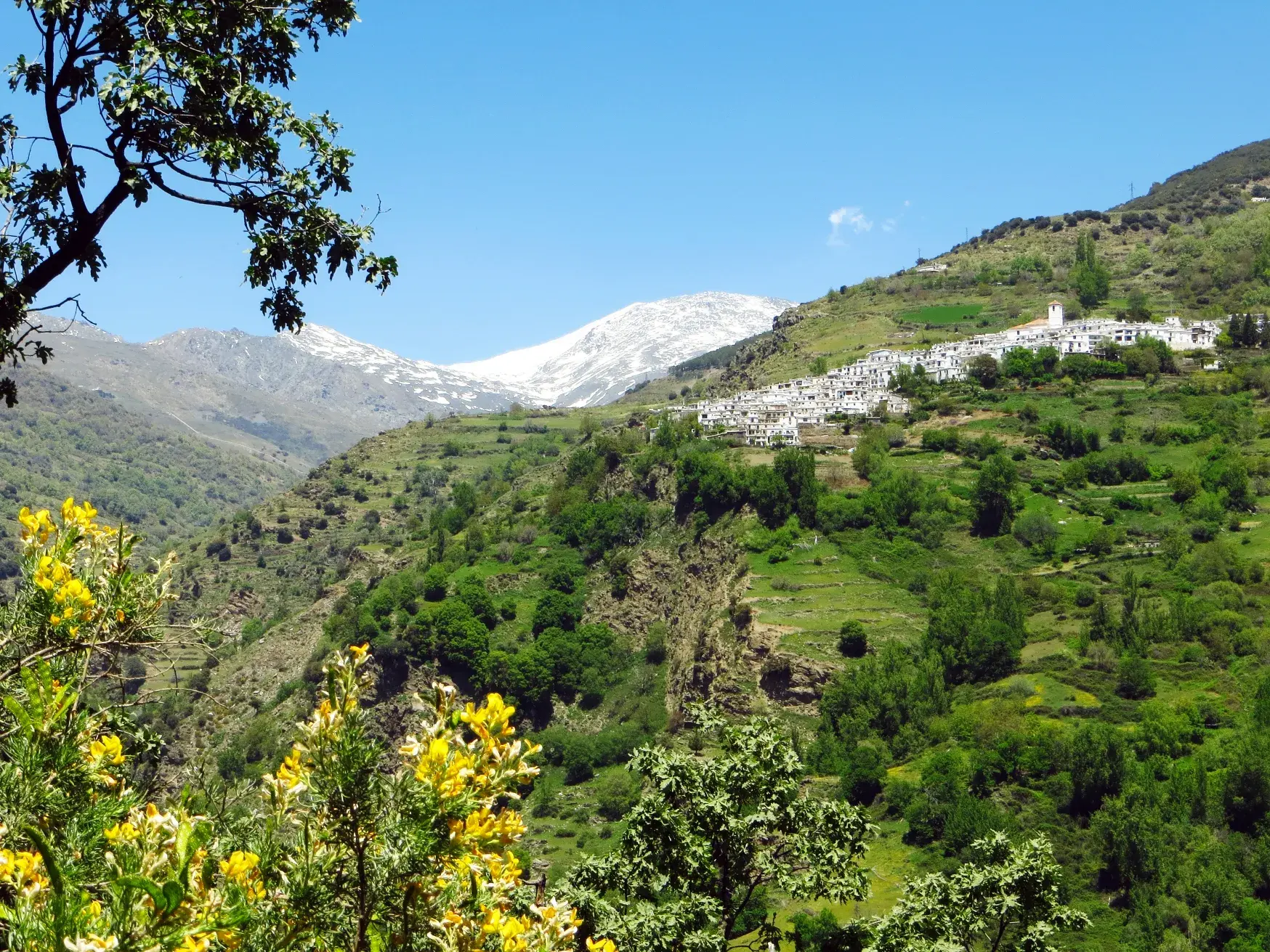 Blick von einer Wanderung auf das weiße Dorf Capileira in den grünen Hängen der Alpujarra vor der Sierra Nevada.