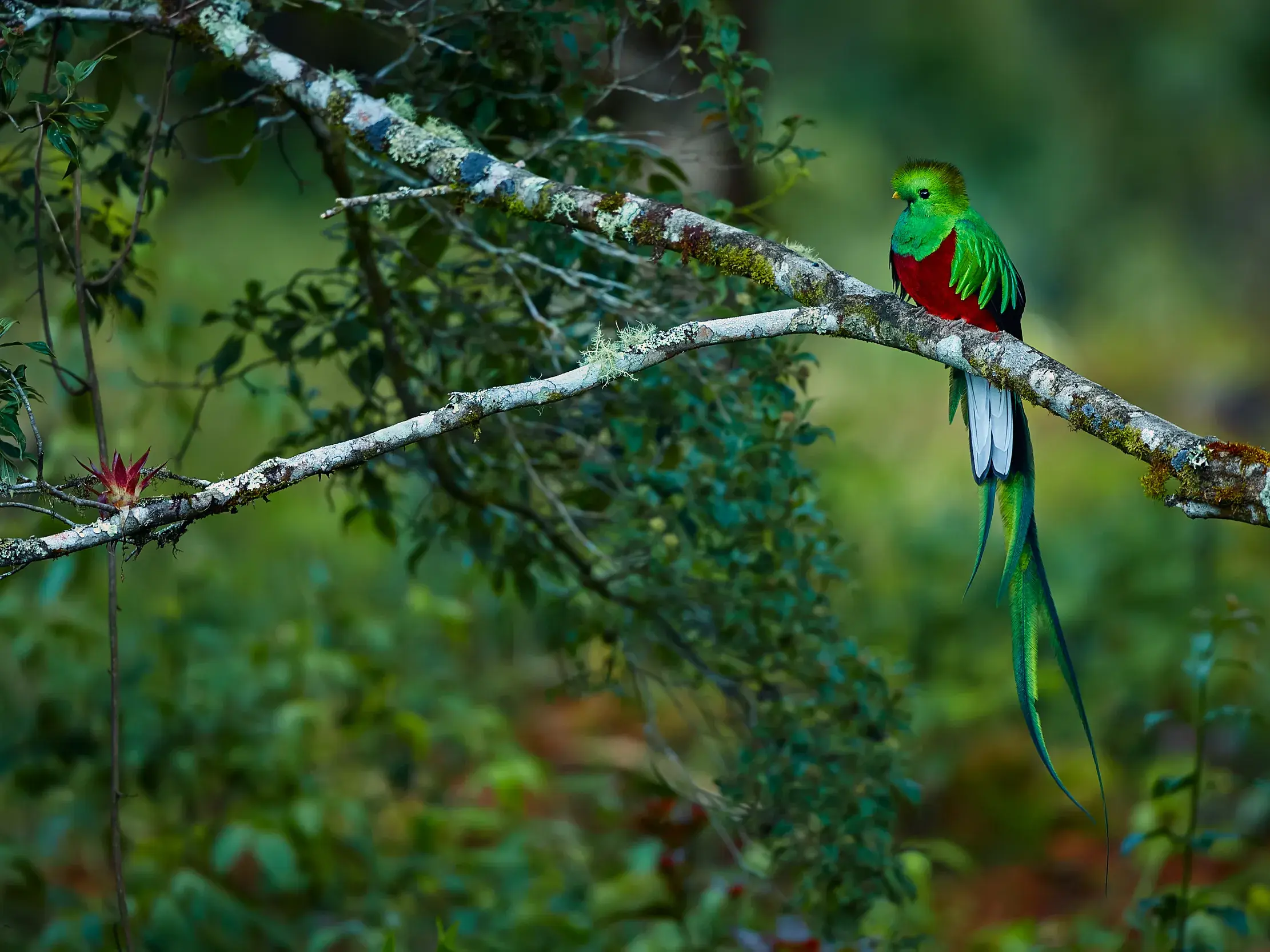 Farbenprächtiger Quetzal mit langen Schwanzfedern auf einem moosigen Ast im Nebelwald von San Gerardo de Dota, Costa Rica.