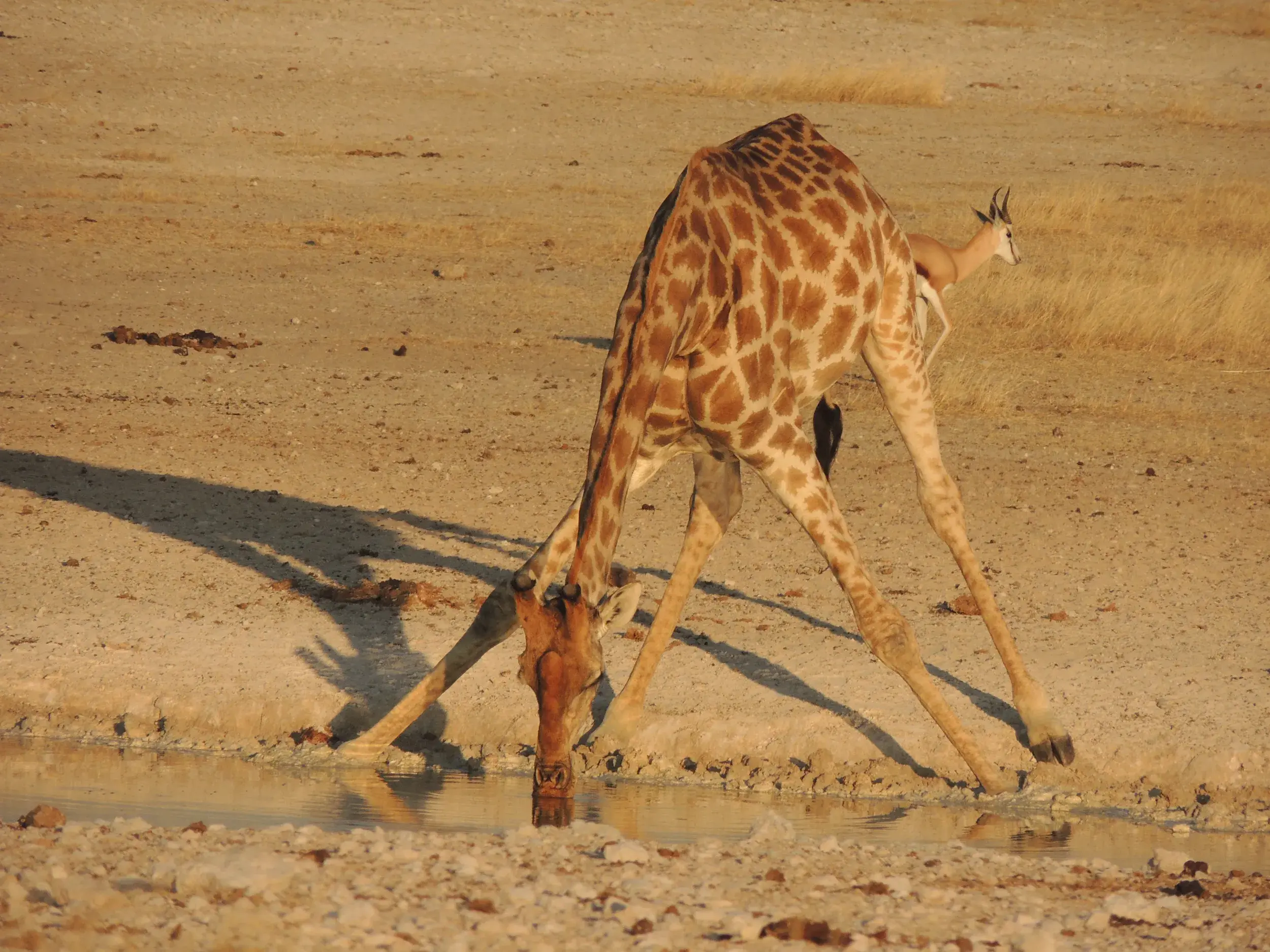 Eine Giraffe trinkt mit gespreizten Beinen an einem Wasserloch im Etosha-Nationalpark, im Hintergrund eine Antilope.