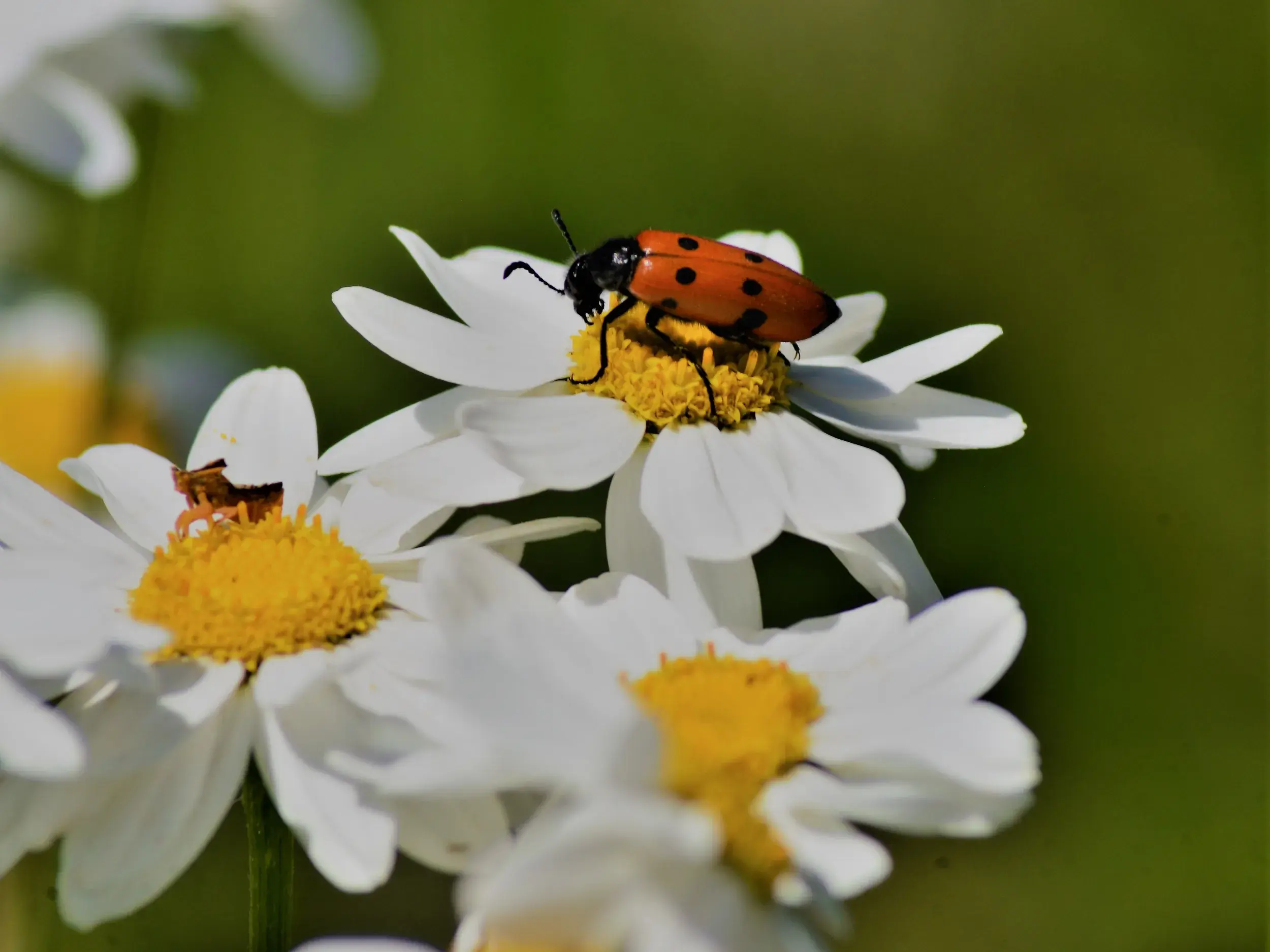 Nahaufnahme eines roten Käfers auf einer weißen Bergblume während einer Trekkingtour in den spanischen Pyrenäen.