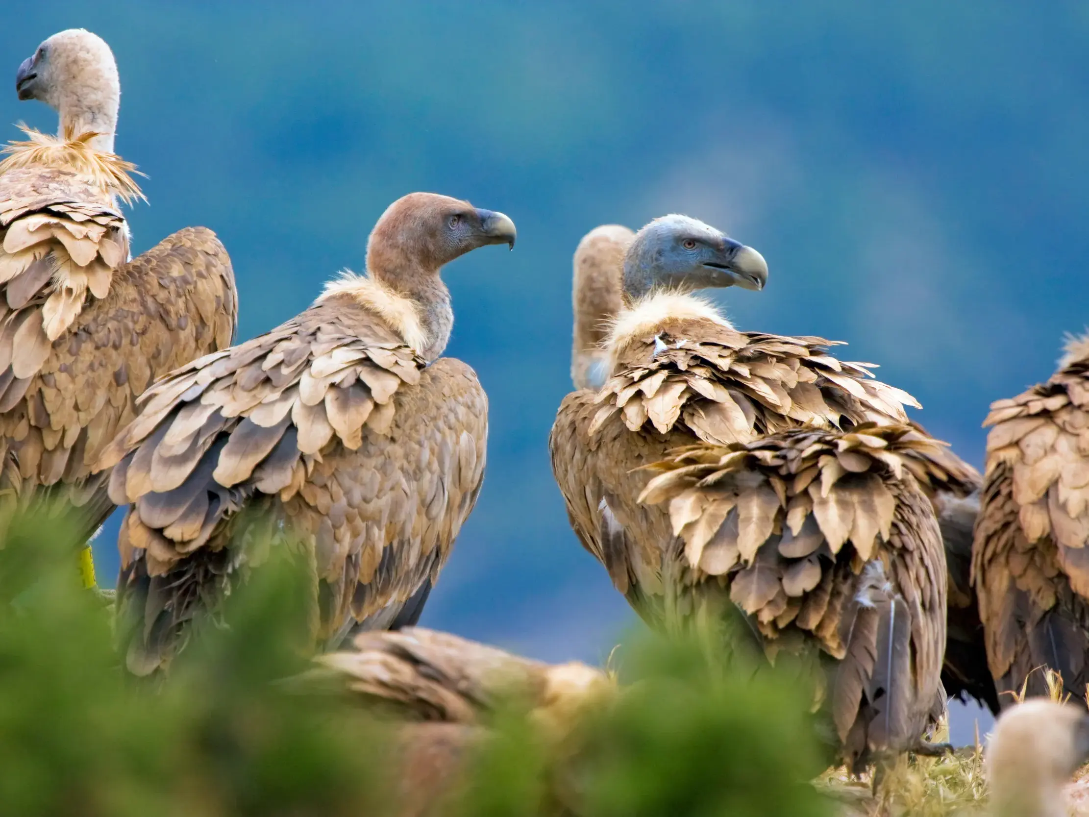 Gänsegeier rasten auf einem Felsen im Nationalpark von Monfragüe in der Extremadura