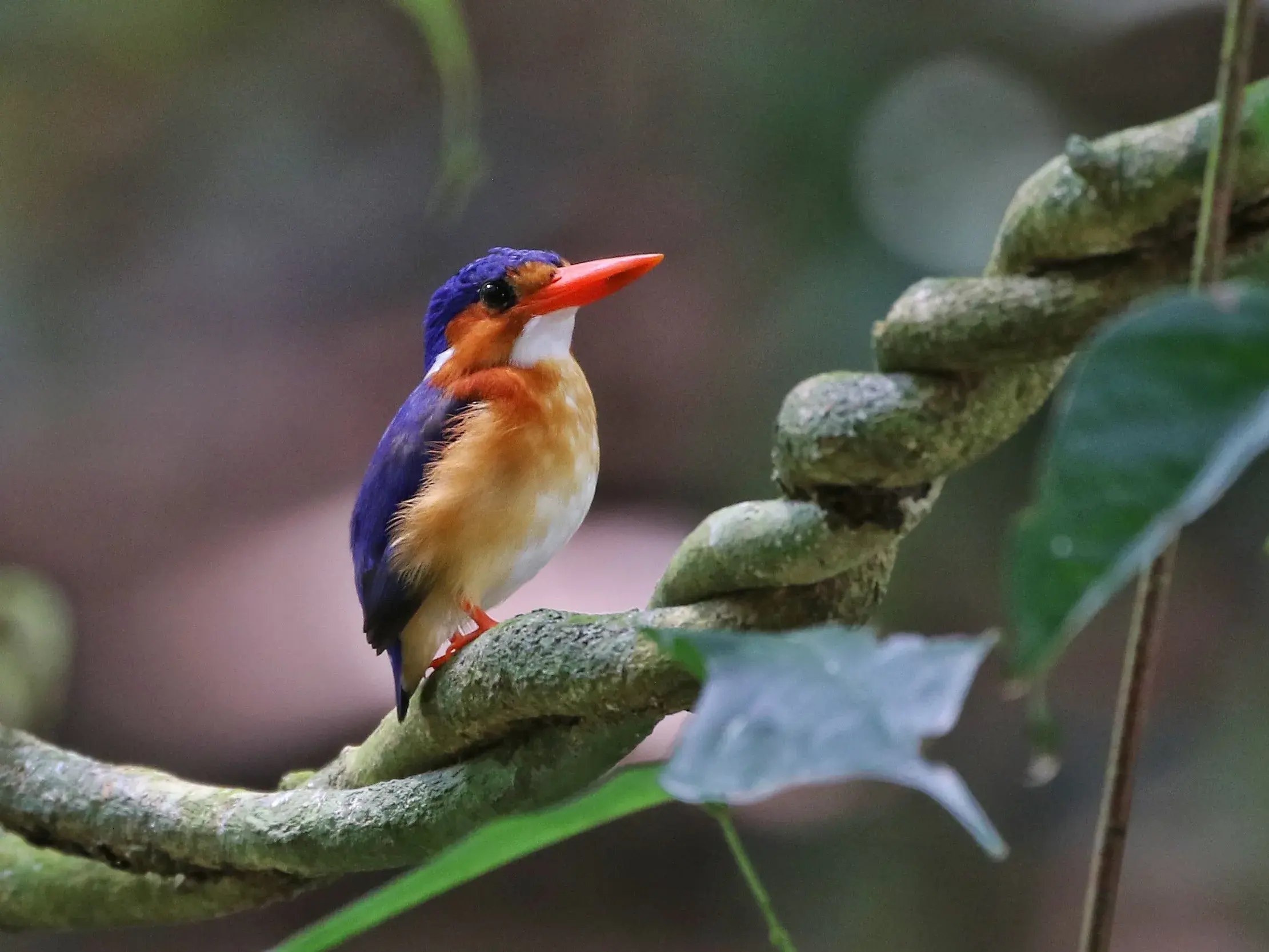 Ein farbenprächtiger Eisvogel mit rotem Schnabel sitzt auf einer dicken Liane im Regenwald des Obô-Nationalparks auf São Tomé.