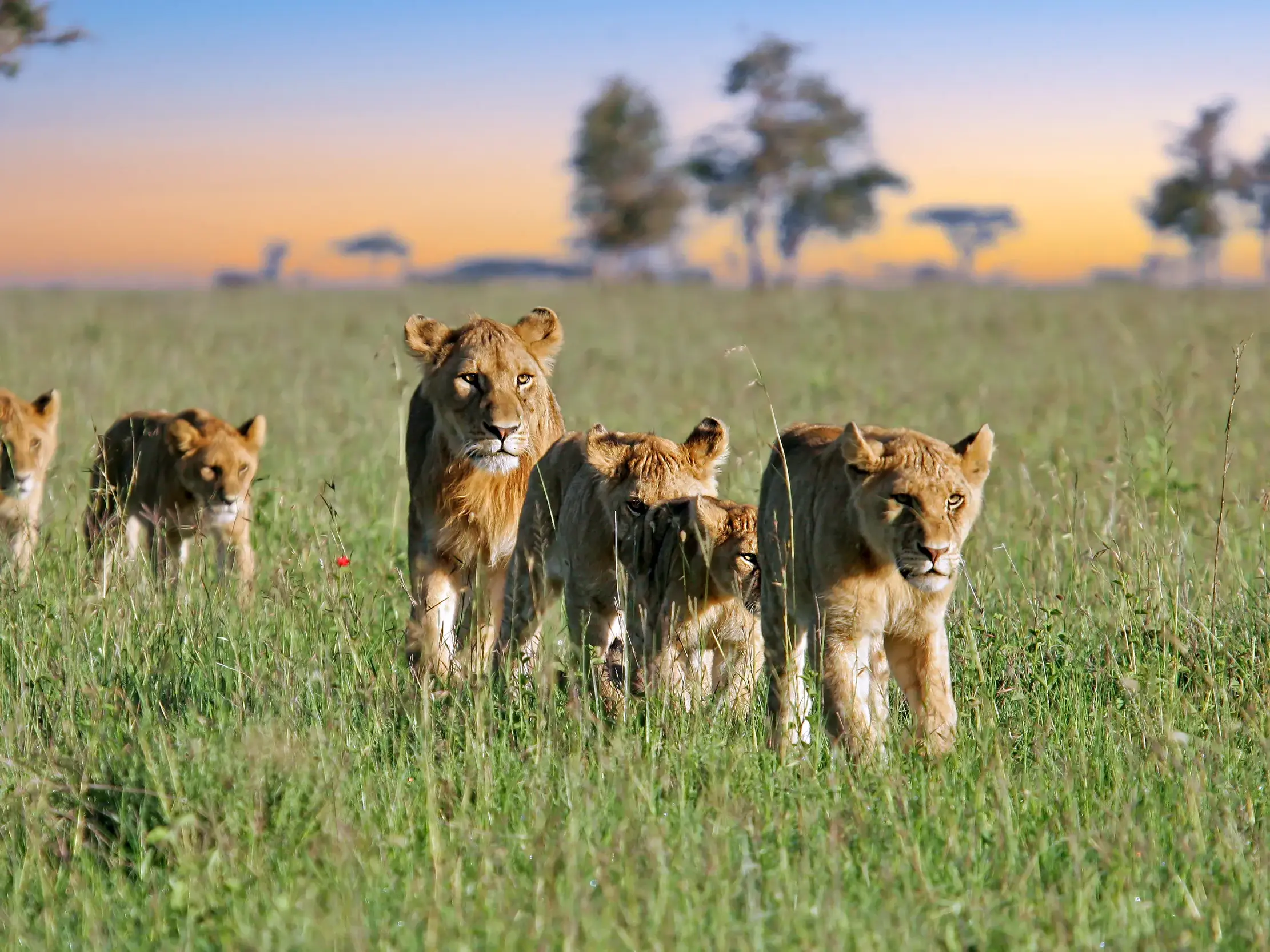 Eine Löwin führt ihr Rudel mit mehreren Jungen bei Sonnenaufgang durch das hohe Gras im Serengeti-Nationalpark.