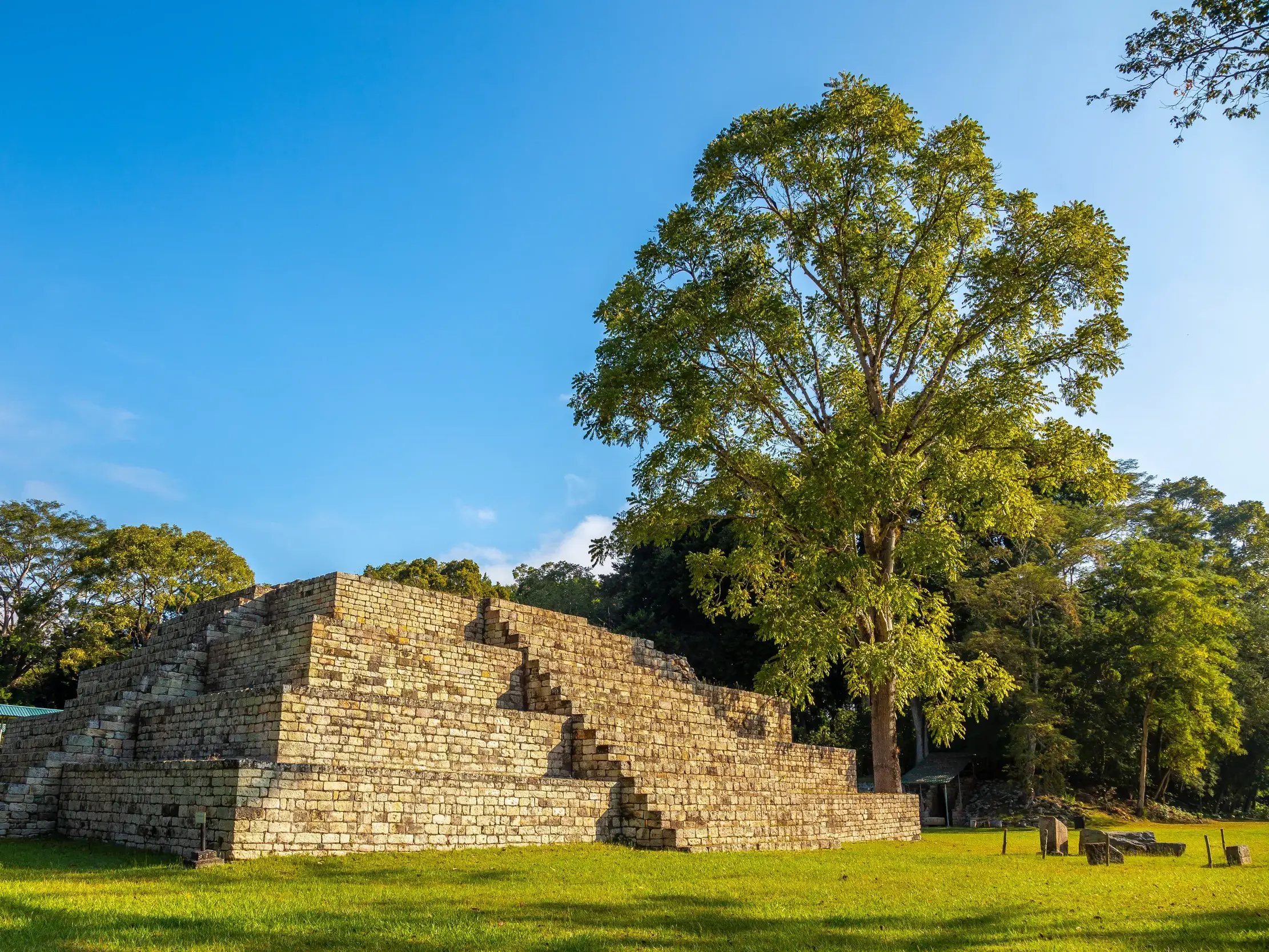 Sonnige Ansicht der steinernen Stufenpyramide in der Mayastadt Copán in Honduras neben einem großen Baum auf grüner Wiese.