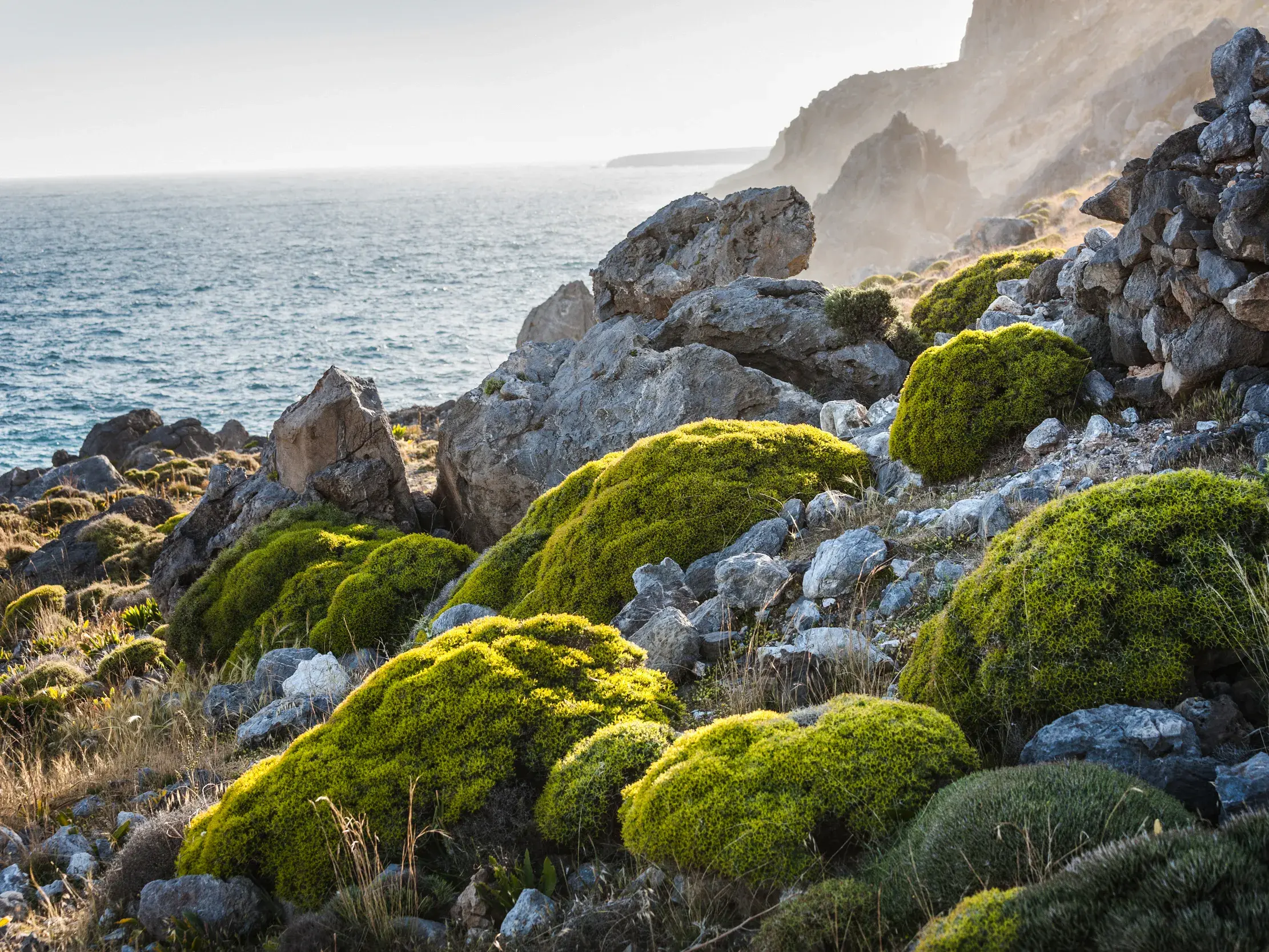Leuchtend grünes Moos auf Felsen entlang eines Wanderwegs an Kretas Südküste, mit weitem Blick auf das Meer im Morgenlicht.