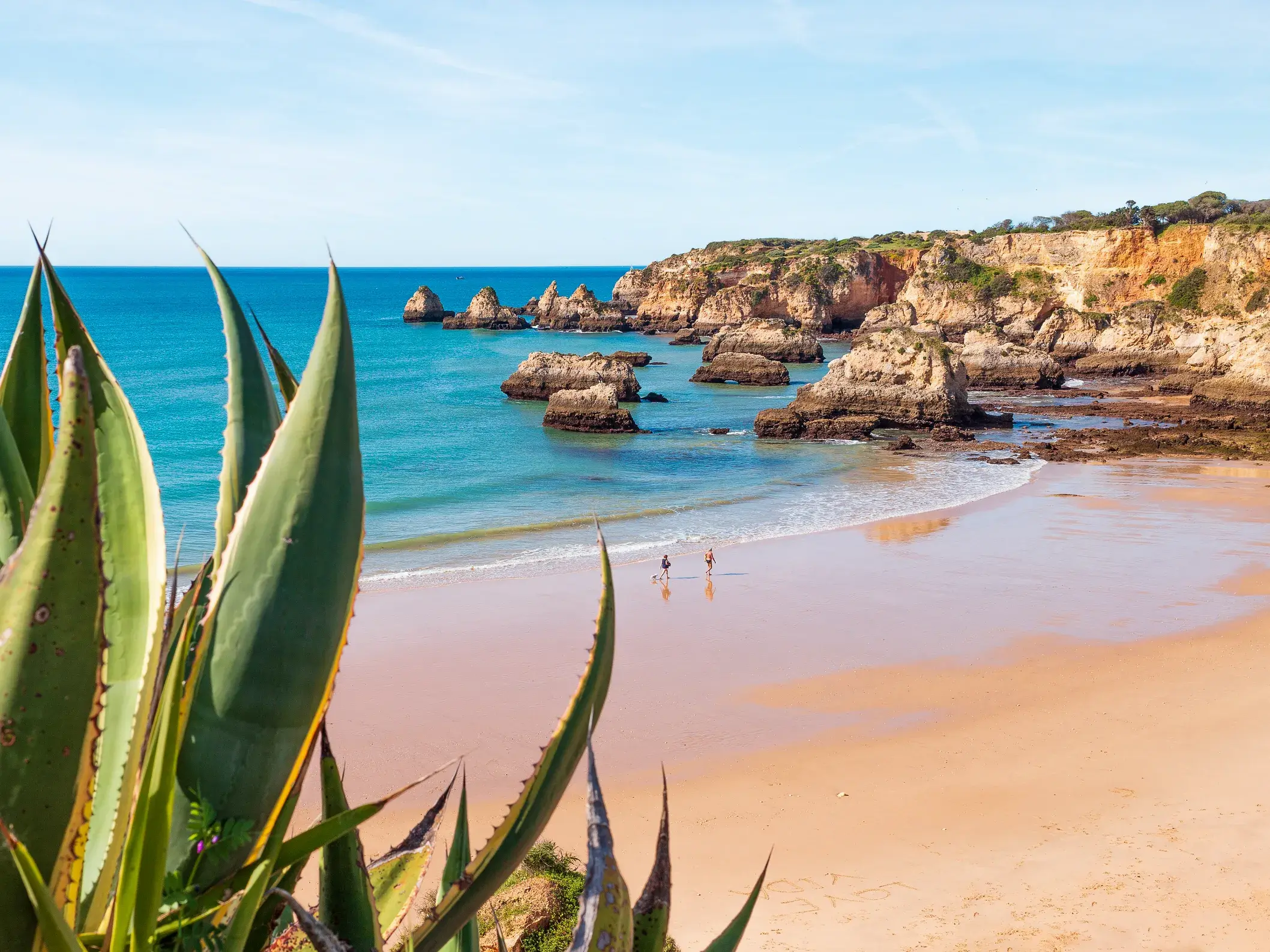 Blick auf die Klippen und den Sandstrand an der Algarve mit Agaven im Vordergrund und blauem Atlantik