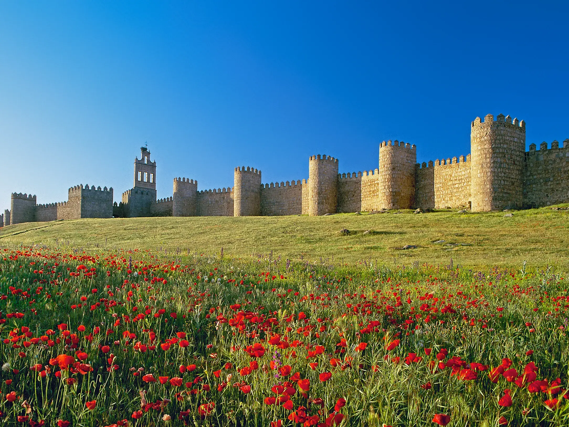 Die imposante Stadtmauer von Avila, UNESCO-Welterbe, auf einem grünen Hügel mit blühenden Mohnblumen im Vordergrund.