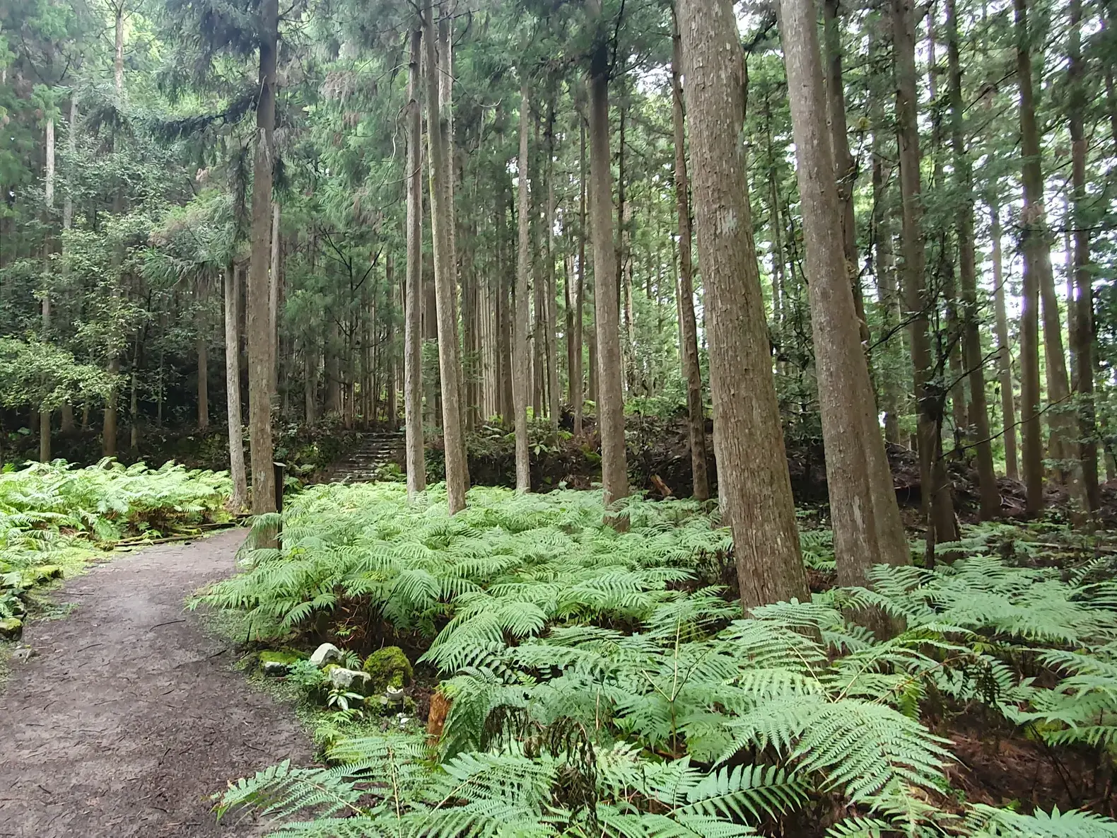Ein schmaler Wanderpfad führt durch einen dichten Zedernwald mit Farnen auf dem Kumano-Pilgerweg auf der Kii-Halbinsel.