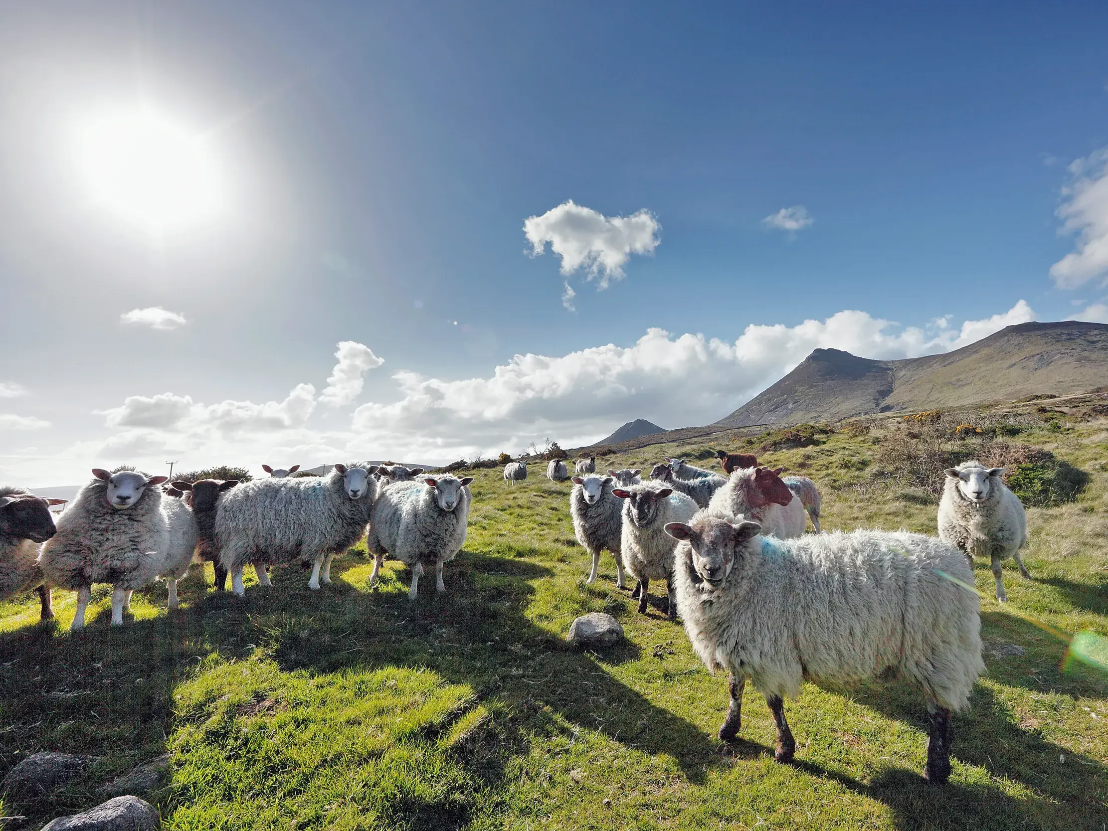 Neugierige Schafherde auf einer sonnenbeschienenen, grünen Weide auf der Halbinsel Dingle in Irland, Berge im Hintergrund.