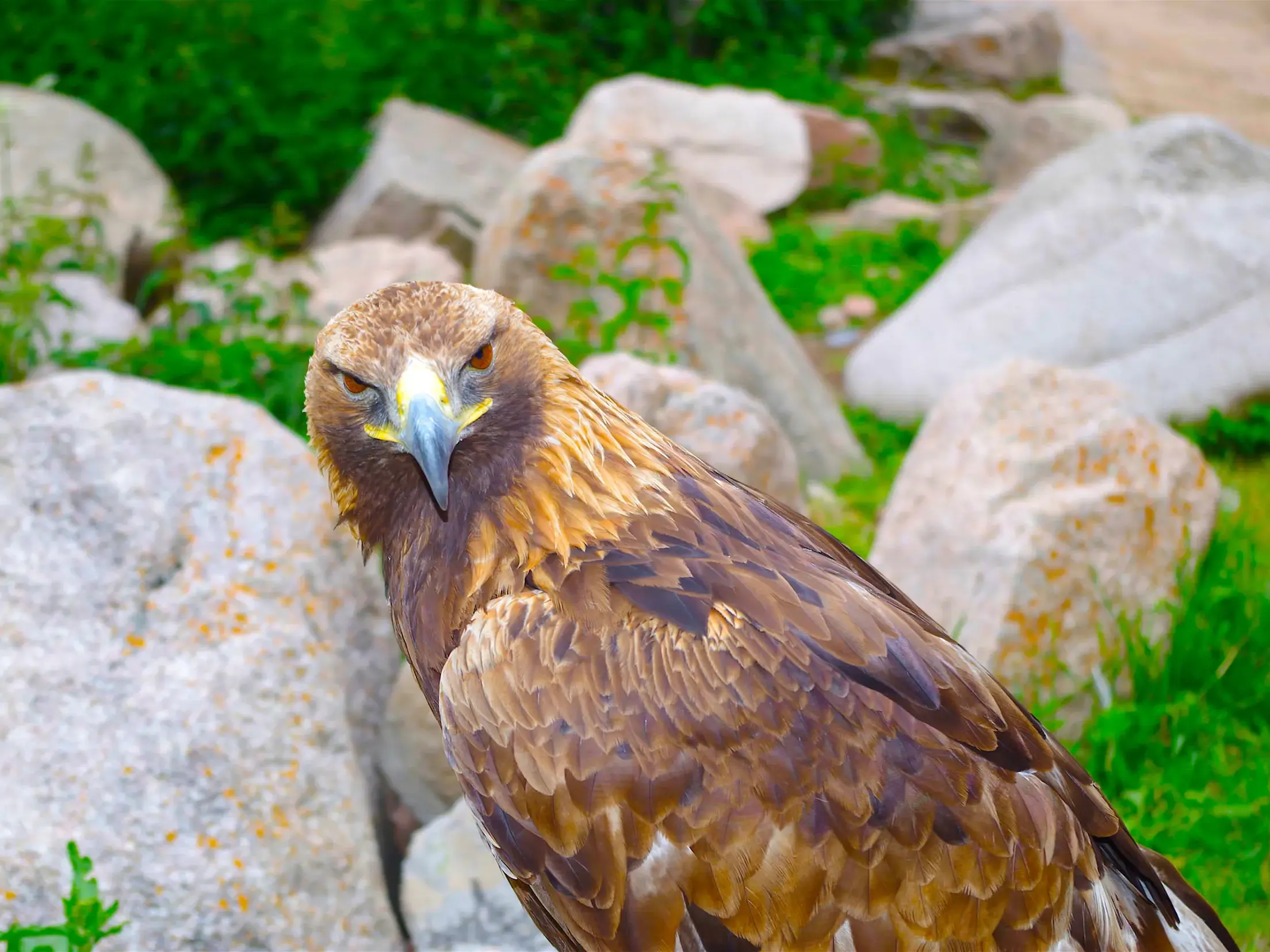 Nahaufnahme eines Steinadlers mit goldbraunem Gefieder in der Felslandschaft des Tian-Shan-Gebirges in Kirgistan.
