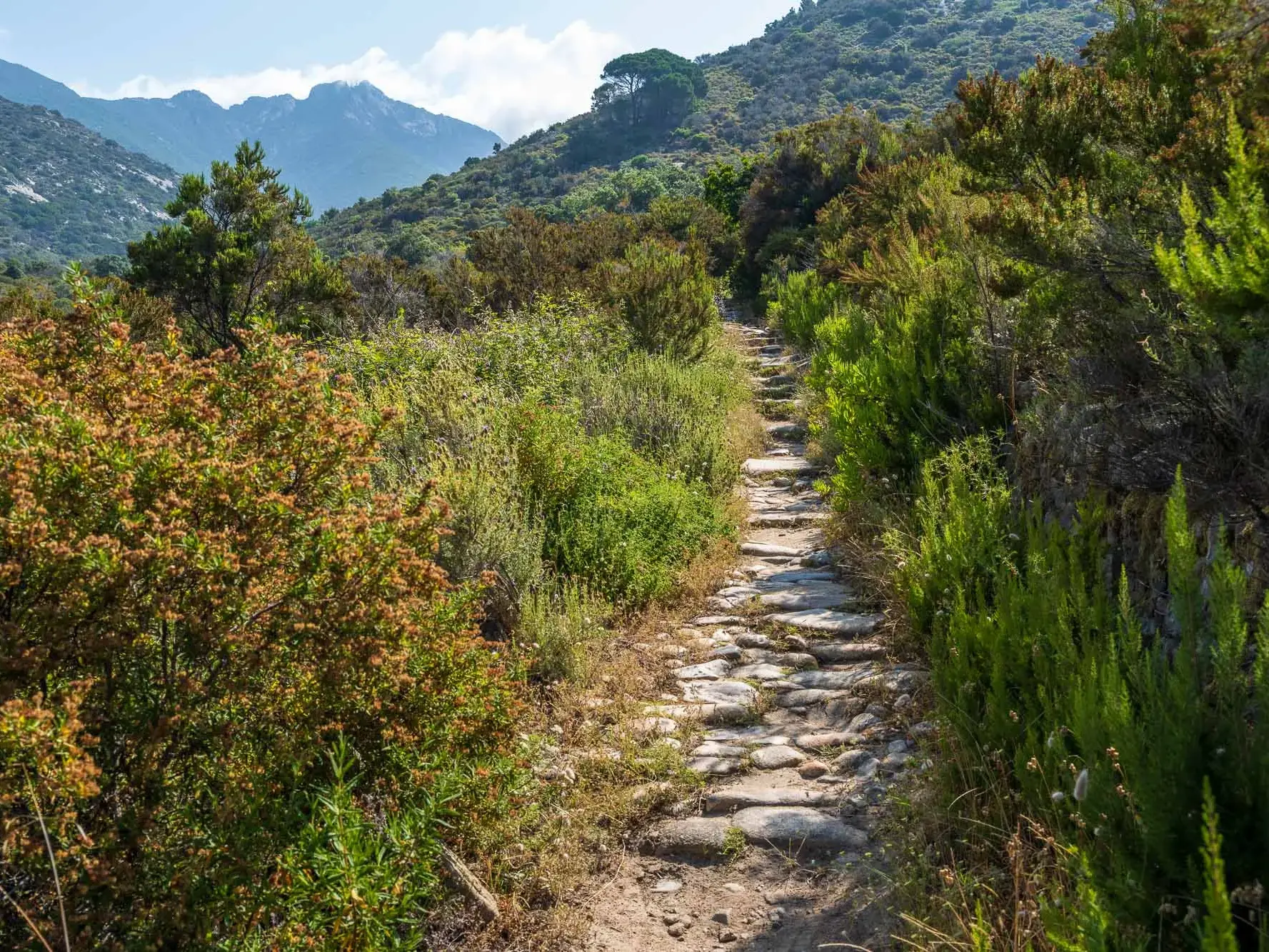 Ein steiniger Pfad des GTE-Wanderwegs führt auf Elba durch die mediterrane Macchia zu den Bergen am Horizont.