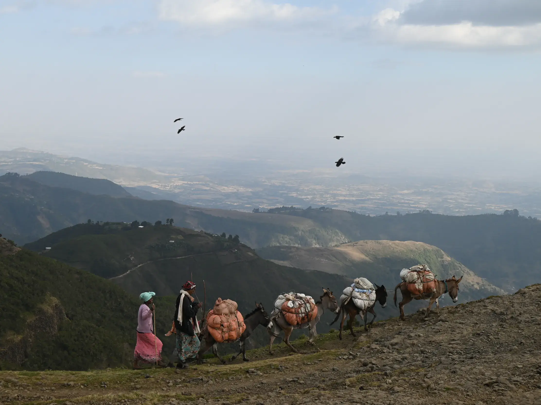 Trekking in Äthiopiens Gurage-Region: Einheimische führen Packesel mit Gepäck über einen Grat am Afrikanischen Grabenbruch.