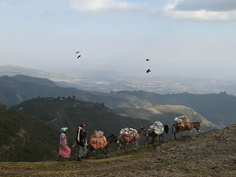 Trekking in Äthiopiens Gurage-Region: Einheimische führen Packesel mit Gepäck über einen Grat am Afrikanischen Grabenbruch.