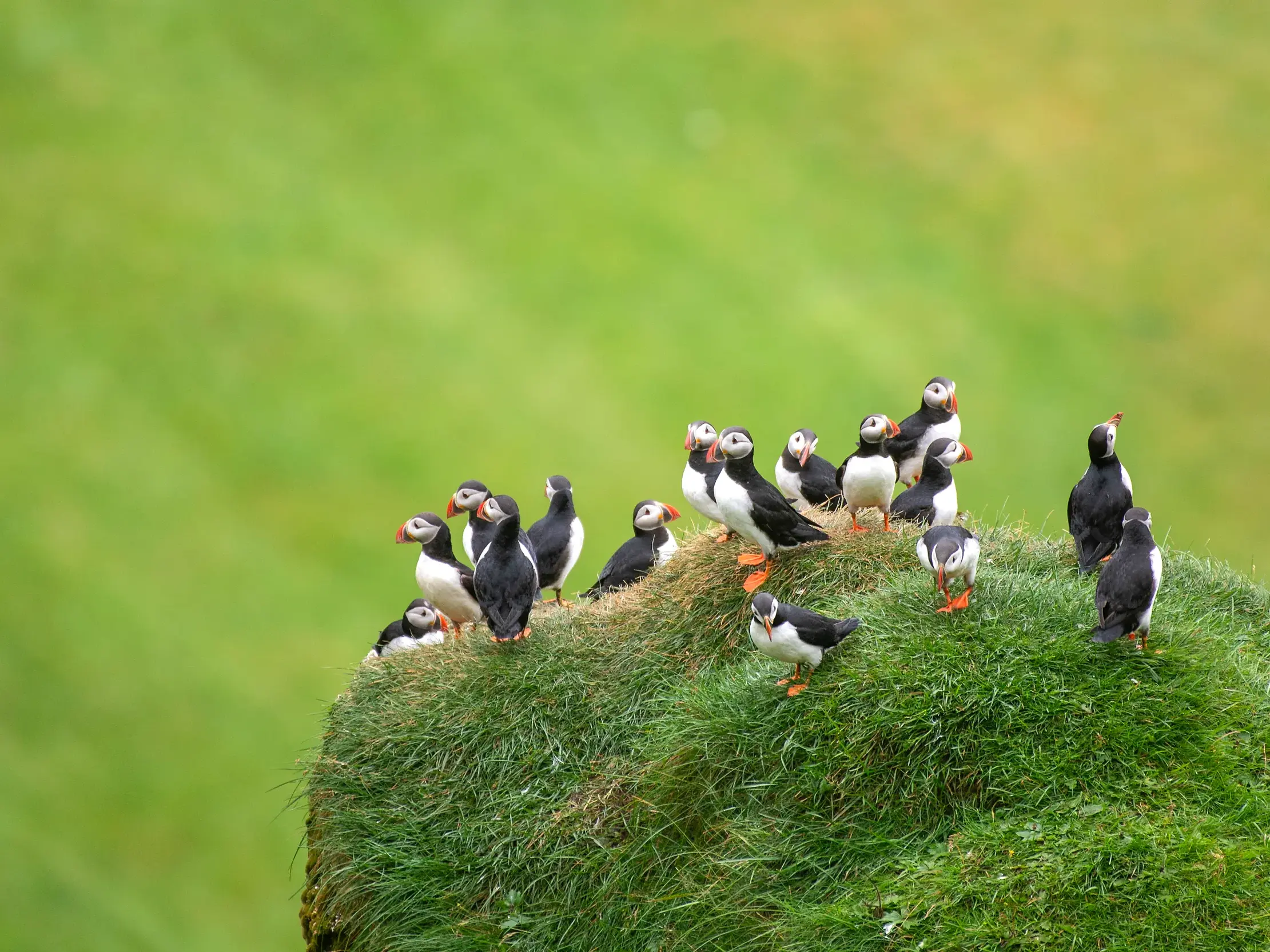 Kolonie von Papageitauchern auf einer moosbewachsenen Klippe an der Steilküste in Island.