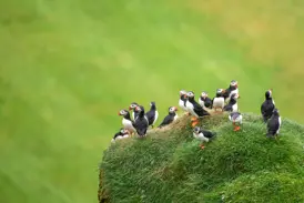 Kolonie von Papageitauchern auf einer moosbewachsenen Klippe an der Steilküste in Island.