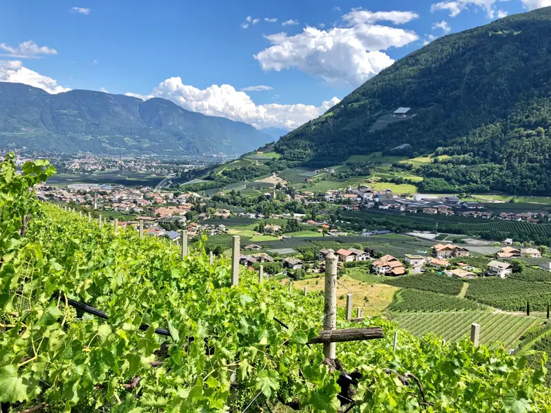 Panoramablick von einem Wanderweg durch grüne Weinberge auf das sonnige Etschtal und eine Ortschaft in Südtirol.