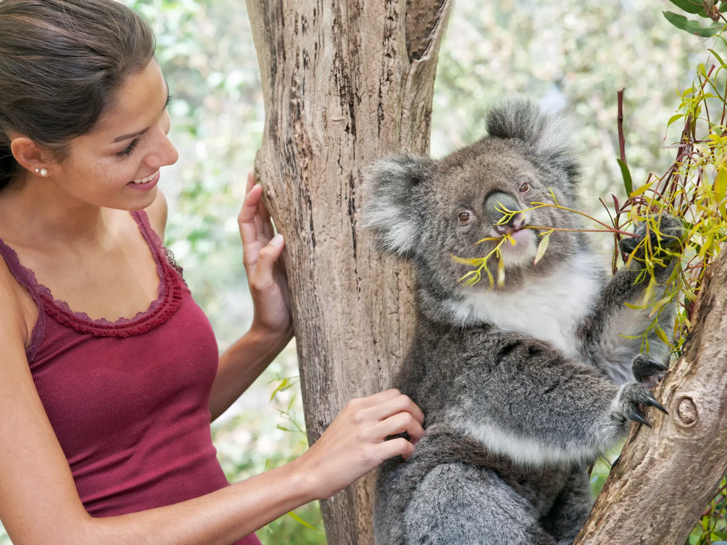Eine junge Frau streichelt einen Koala, der im Lone Pine Koala Sanctuary in Brisbane auf einem Baum Blätter frisst.