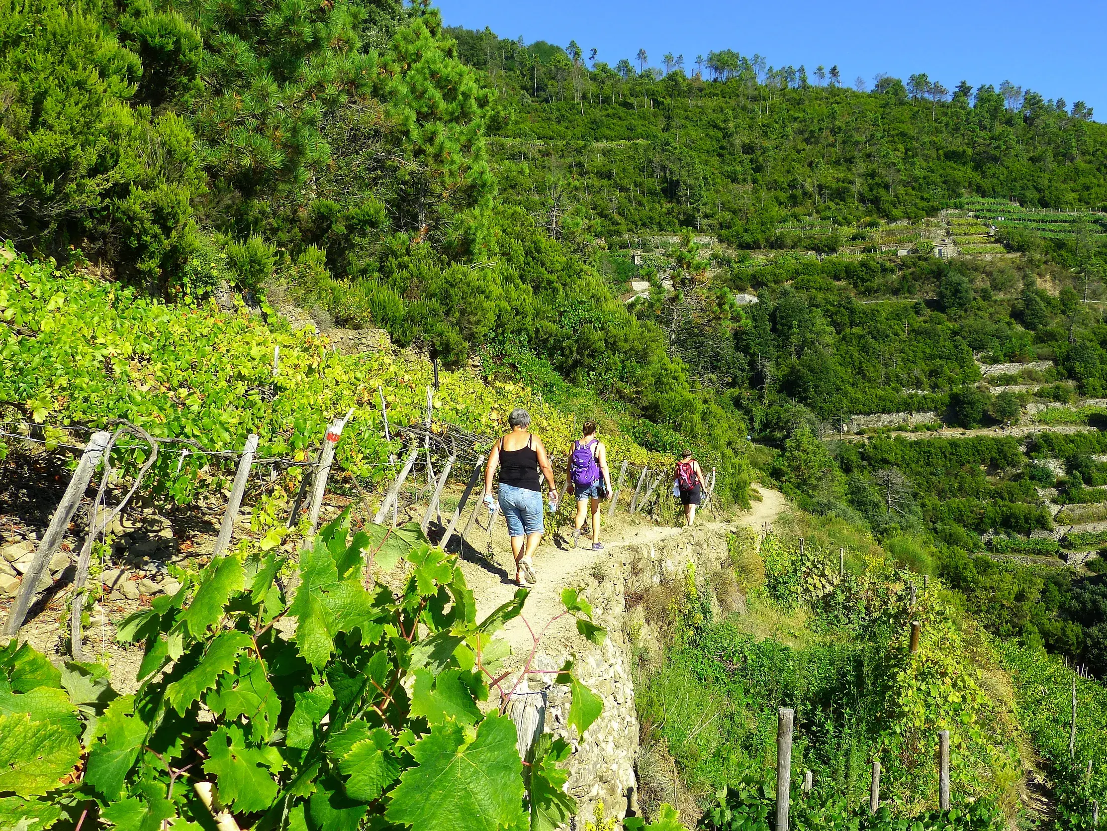 Drei Wanderer auf einem schmalen Pfad entlang der terrassierten Weinberge an der Steilküste der Cinque Terre in Ligurien.