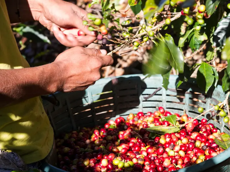 Auf einer Kleingruppenreise in Costa Rica: Eingebettet in ein fruchtbares Tal am Fuße des Vulkans. Turrialba und versteckt zwischen Zuckerrohrplantagen und tropischer Vegetation liegt unser kleines Hotel.
