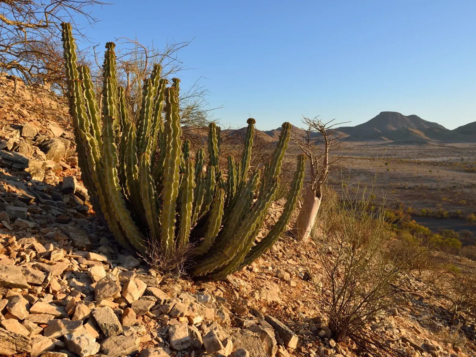 Große Sukkulente an einem steinigen Hang in den Karoo-Bergen Namibias, mit weitem Blick über die Wüstenlandschaft bei einer Wanderung.