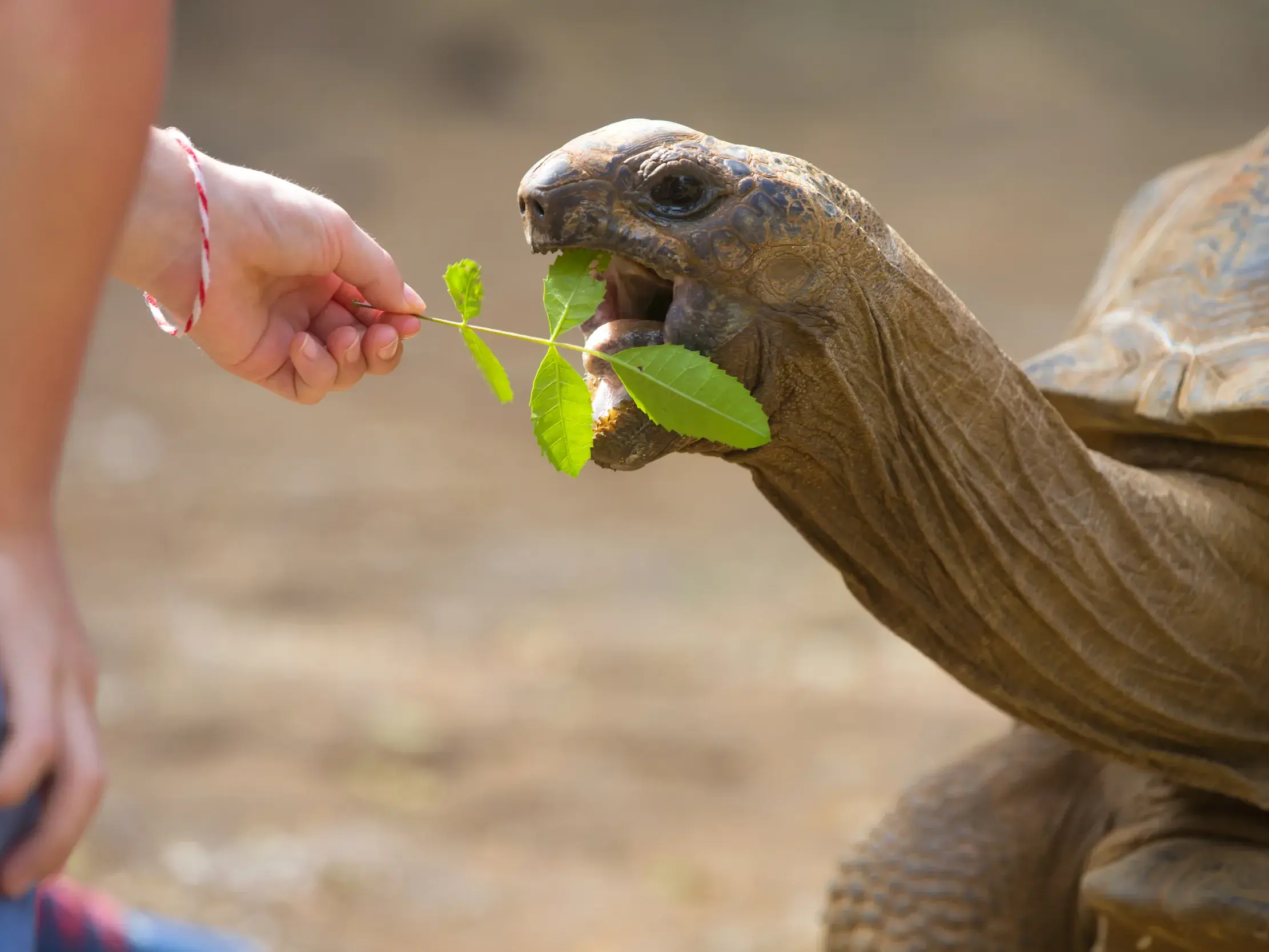 Nahaufnahme einer Galápagos-Riesenschildkröte, die auf einer Kleingruppenreise Blätter von einem Zweig aus der Hand eines Gastes frisst.