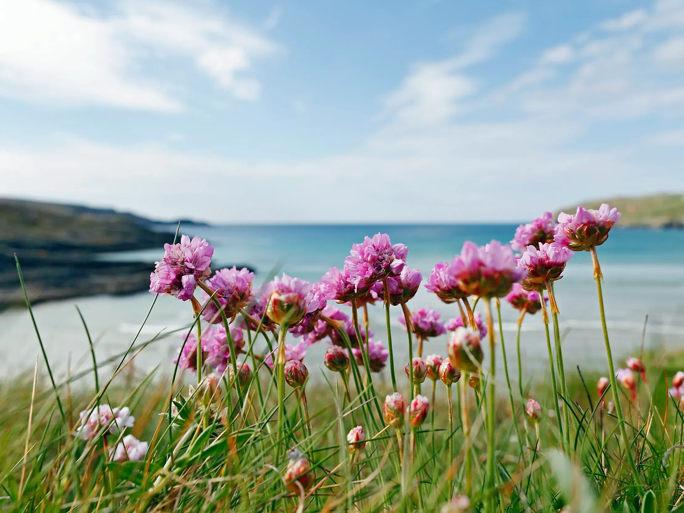 Rosa Küstenblumen am Ring of Kerry vor einer Bucht mit Sandstrand und türkisem Meer unter blauem Himmel in Irland.