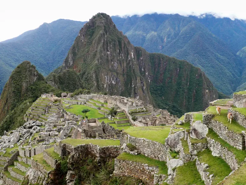 Panoramablick auf die Inka-Stadt Machu Picchu in den peruanischen Anden mit zwei Lamas, die auf den grünen Terrassen grasen.
