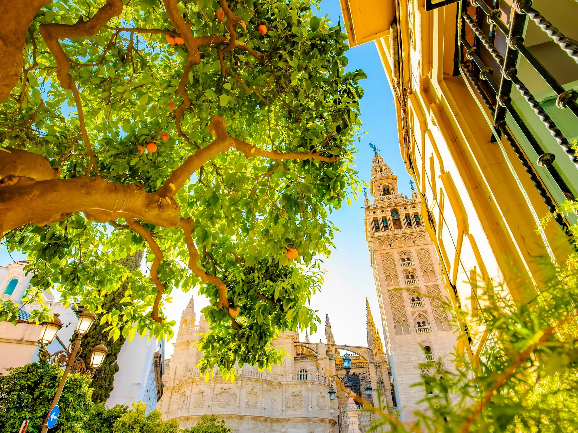 Ein Orangenbaum mit leuchtenden Früchten rahmt den Blick auf den sonnenbeschienenen Glockenturm Giralda der Kathedrale von Sevilla.