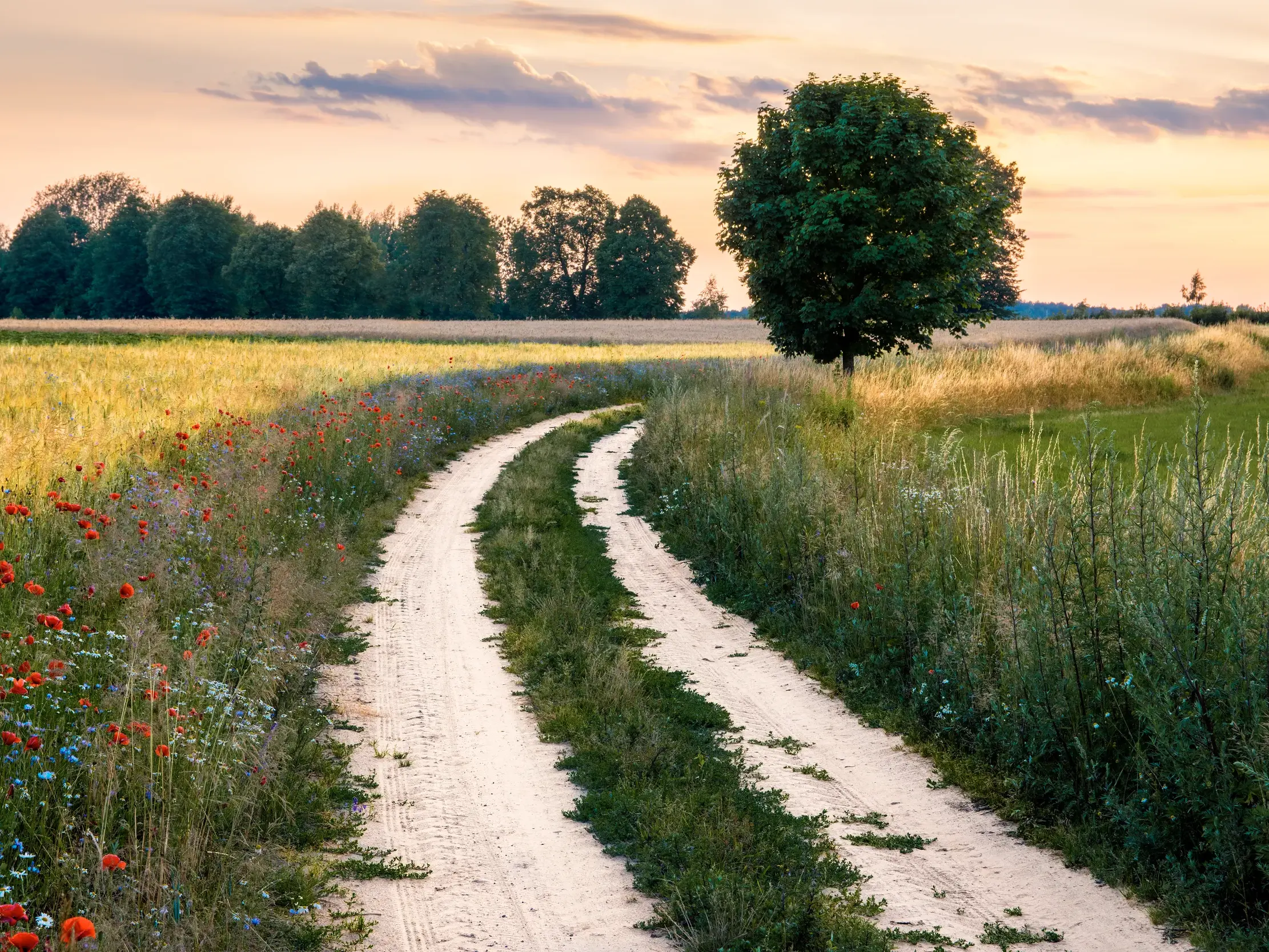Ein Feldweg schlängelt sich durch ein Feld mit Mohnblumen in der Masurischen Seenplatte bei stimmungsvollem Sonnenuntergang.