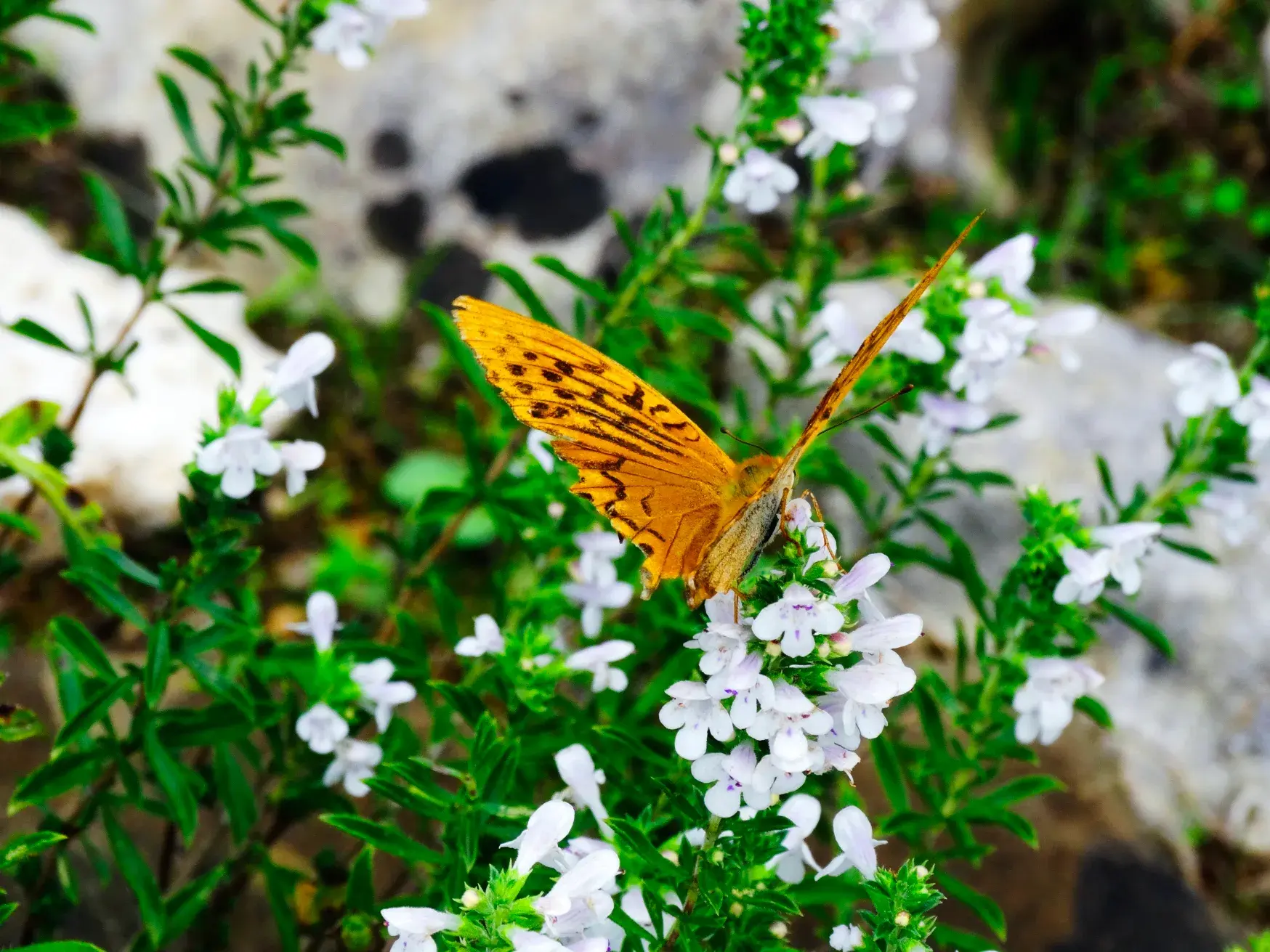 Orangefarbener Schmetterling auf weißen Bergblumen am Wegesrand der Trekkingreise auf dem Peaks of the Balkans Trail.