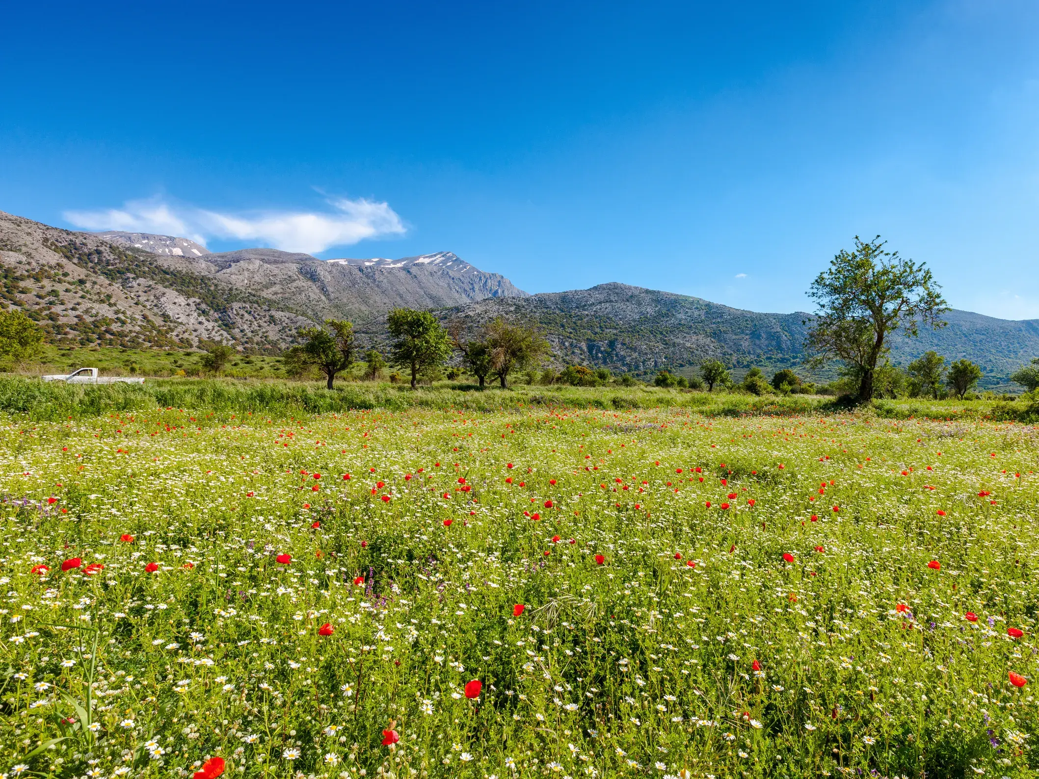 Blühende Wiese mit rotem Mohn und Margeriten vor den Bergen auf Kreta im Frühling