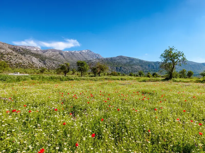 Blühende Wiese mit rotem Mohn und Margeriten vor den Bergen auf Kreta im Frühling