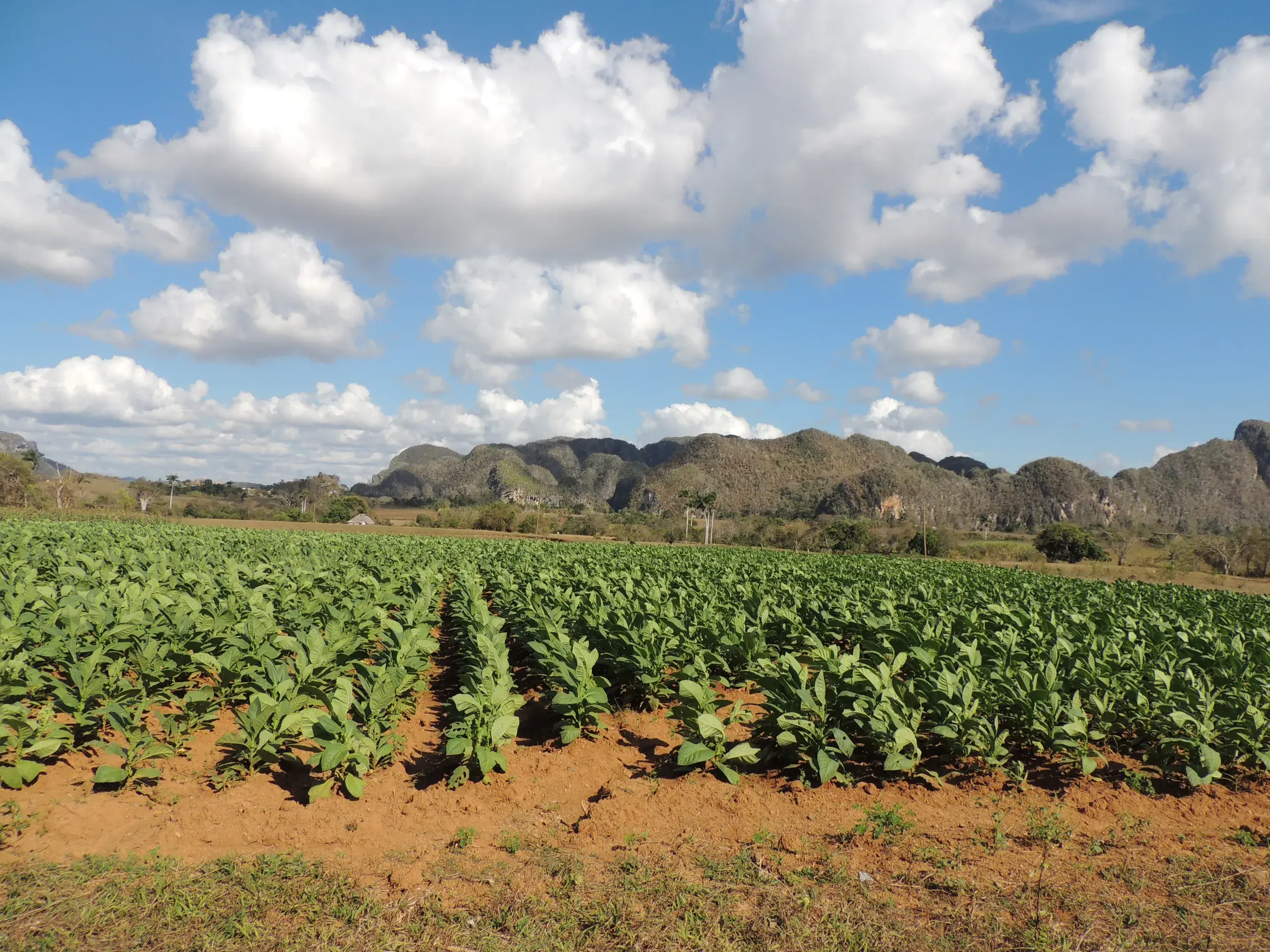 Grüne Tabakfelder erstrecken sich vor den berühmten Mogote-Karstfelsen im Viñales-Tal auf Kuba unter blauem Himmel.