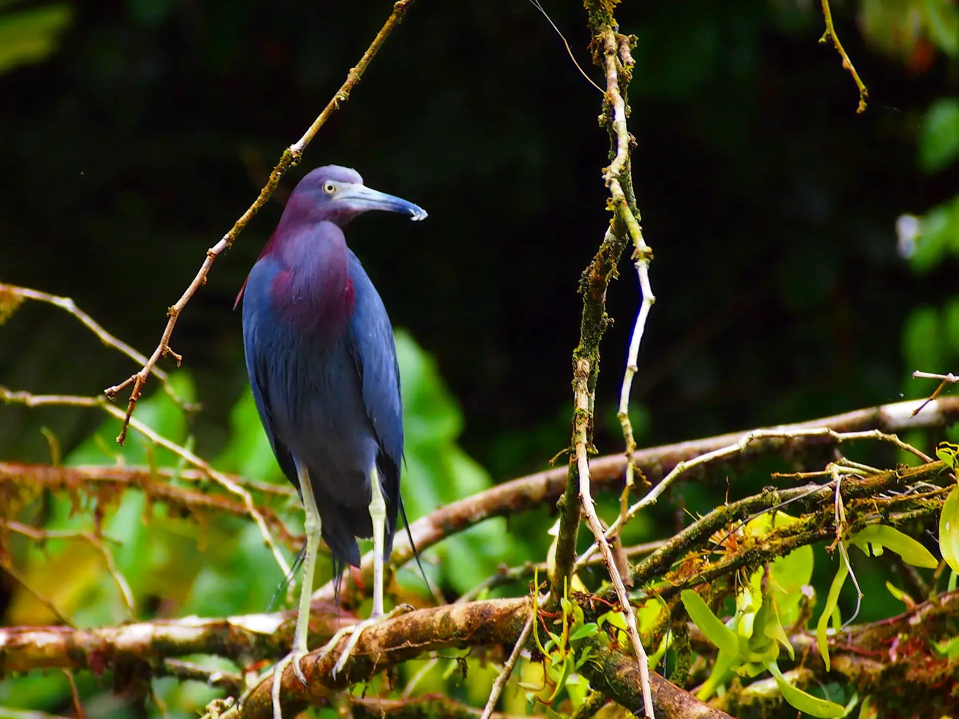 Tierbeobachtung auf einer Wanderreise in Costa Rica: Ein Blaureiher mit violettem Kopf auf einem Ast im Regenwald.