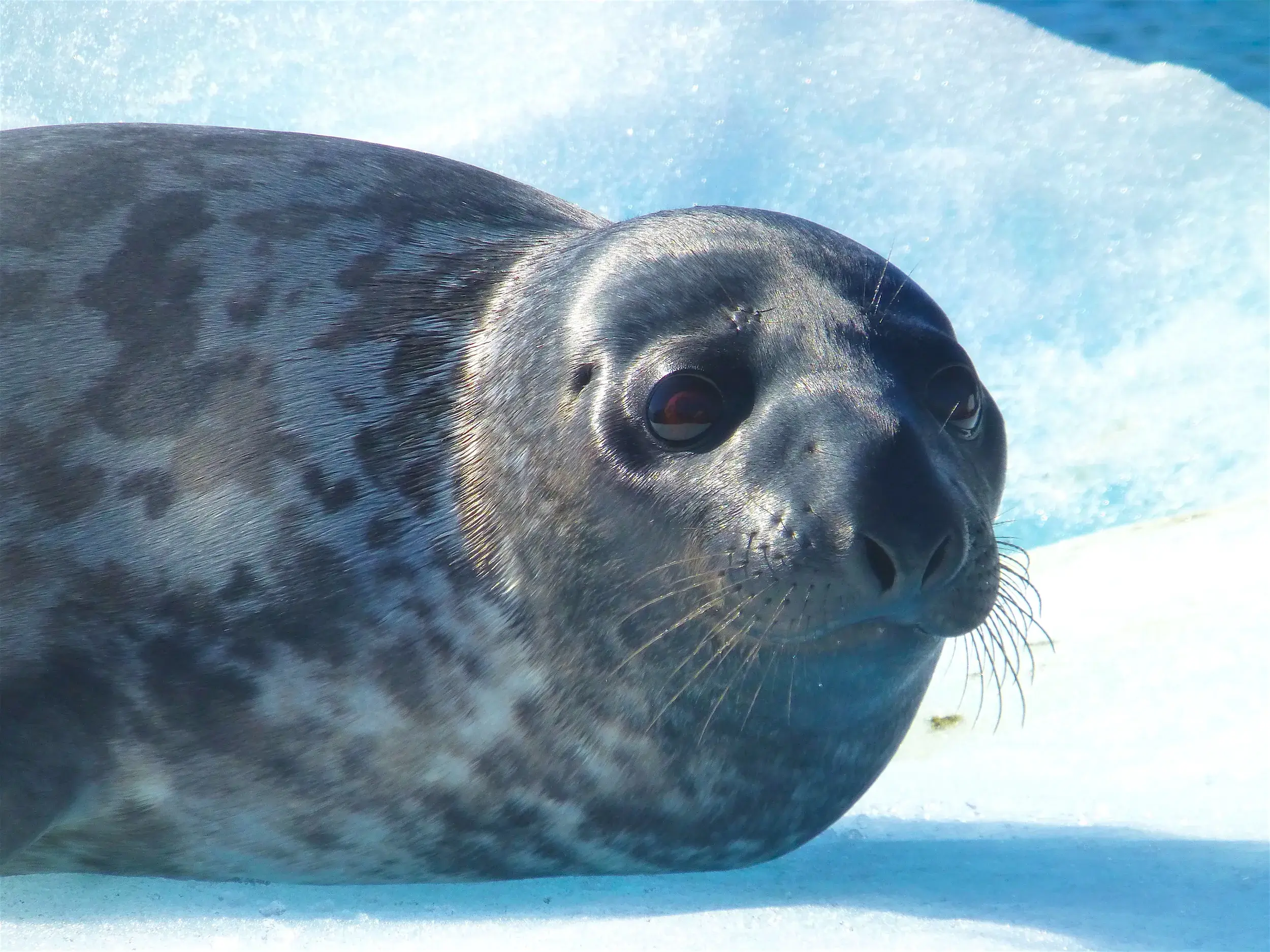 Eine graue Robbe mit dunklen Flecken ruht auf einer Eisscholle in der arktischen Naturlandschaft Ostgrönlands.
