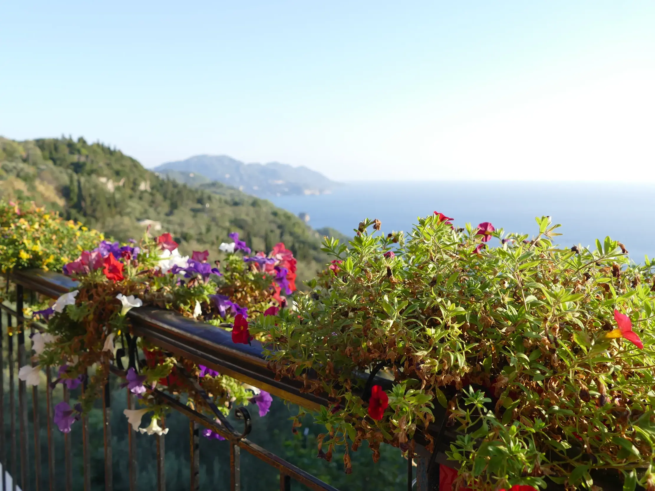 Blick von einem Balkon mit bunten Blumen über die grüne Küste und das weite, blaue Meer auf der Insel Korfu.
